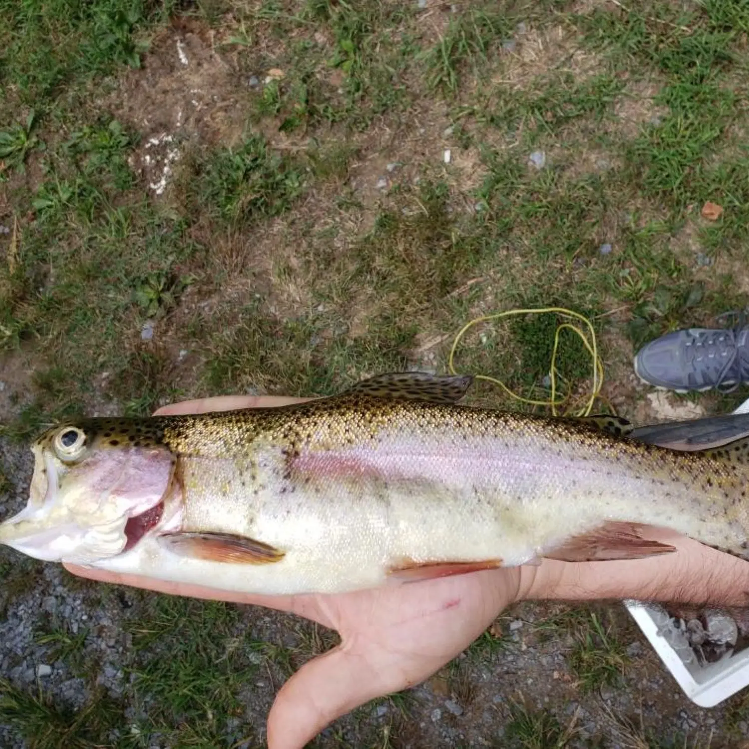 Rainbow Trout – Paint Creek Bait