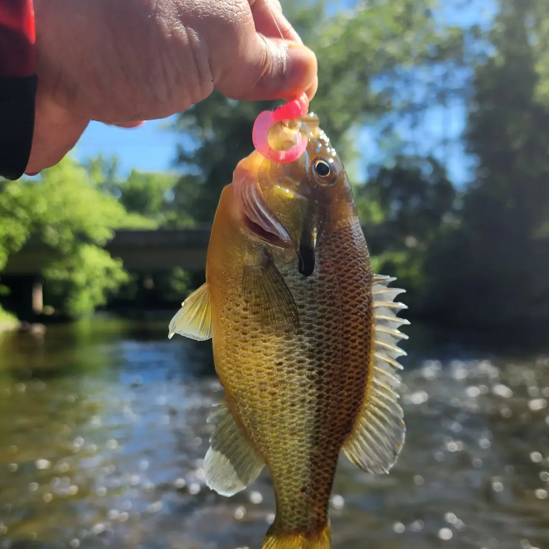 West Neck Creek Ramblings: 105 Years Old and Still a Viable Fish-Catcher