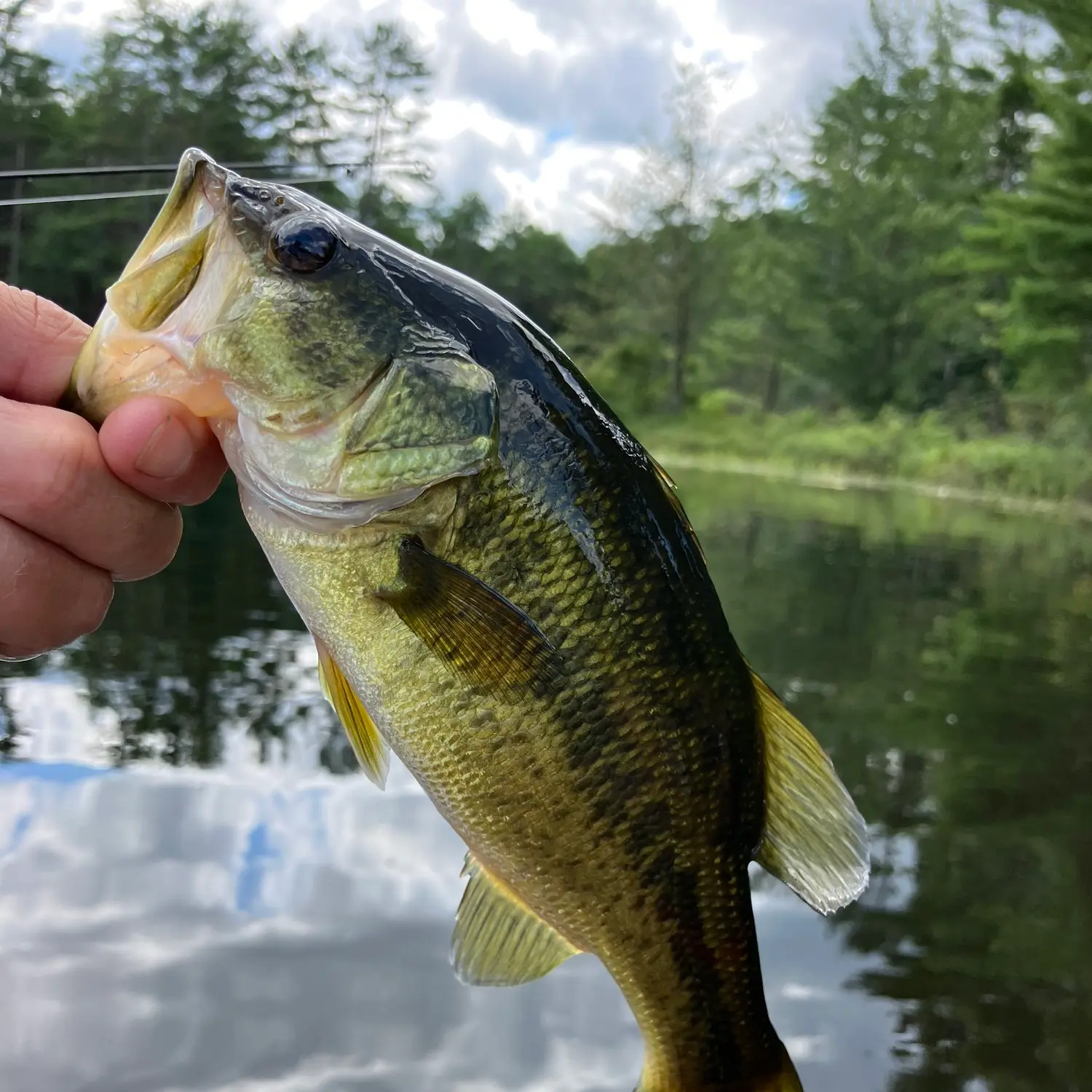 ᐅ Pack Forest Lake Fishing Reports🎣• Queensbury, Ny (united States) Fishing