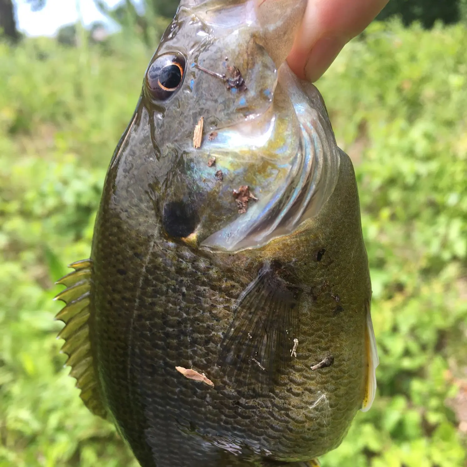 ᐅ Wilmes Lake fishing reports🎣• Woodbury, MN (United States) fishing