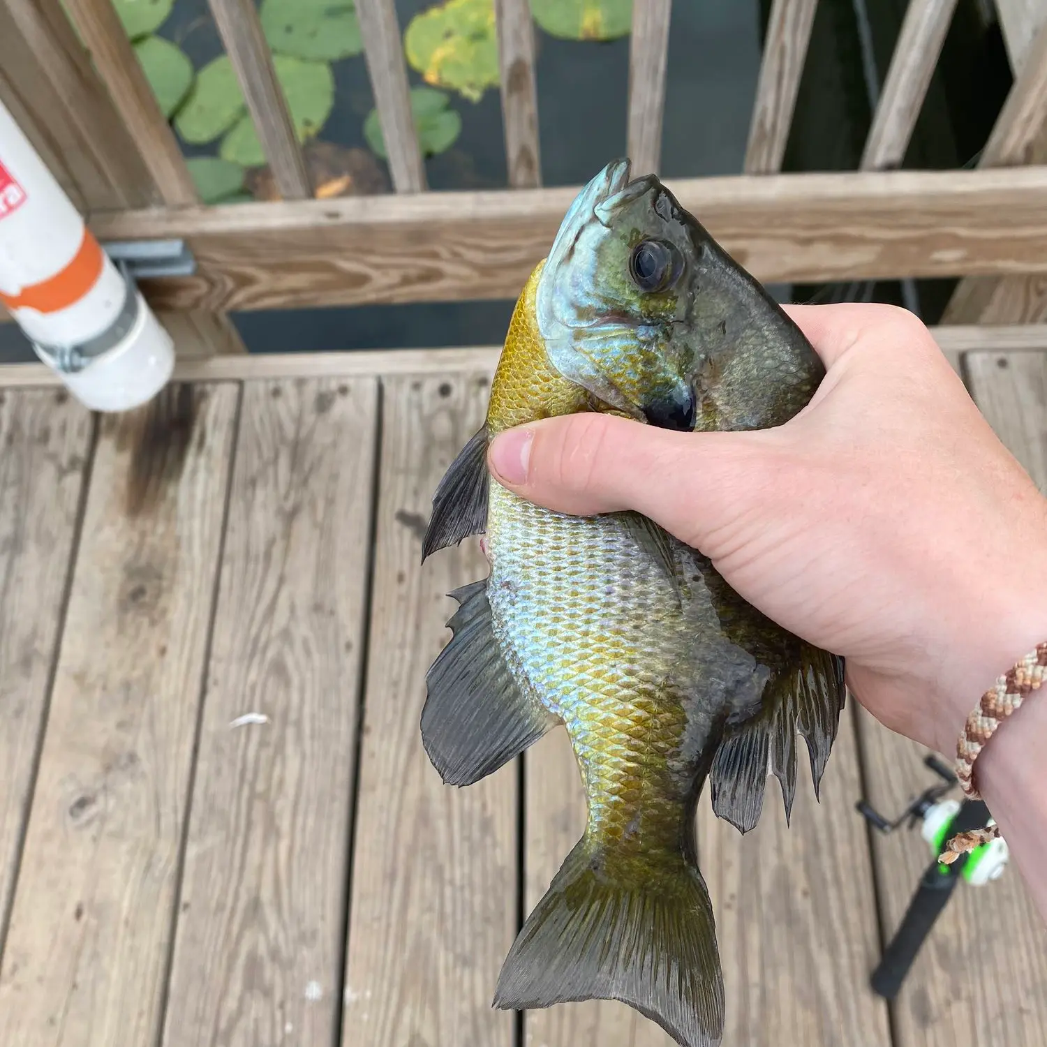 Late Spring Bluegill Fishing at Lady Ann Lake with (Madison, AL