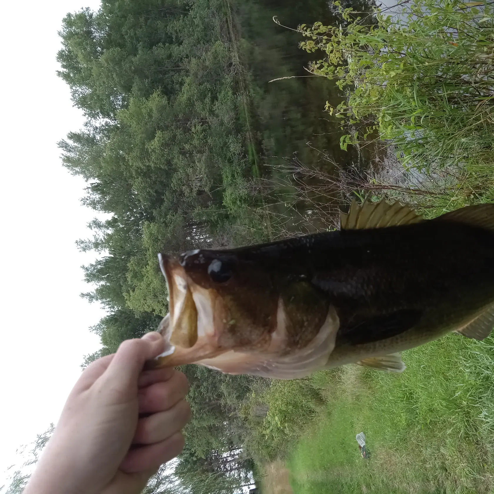 North Branch Chippewa River fishing reports Big Rapids MI