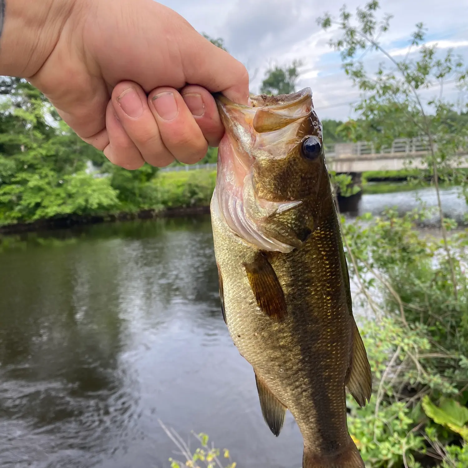 ᐅ Acme Pond fishing reports🎣• Webster, CT (United States) fishing