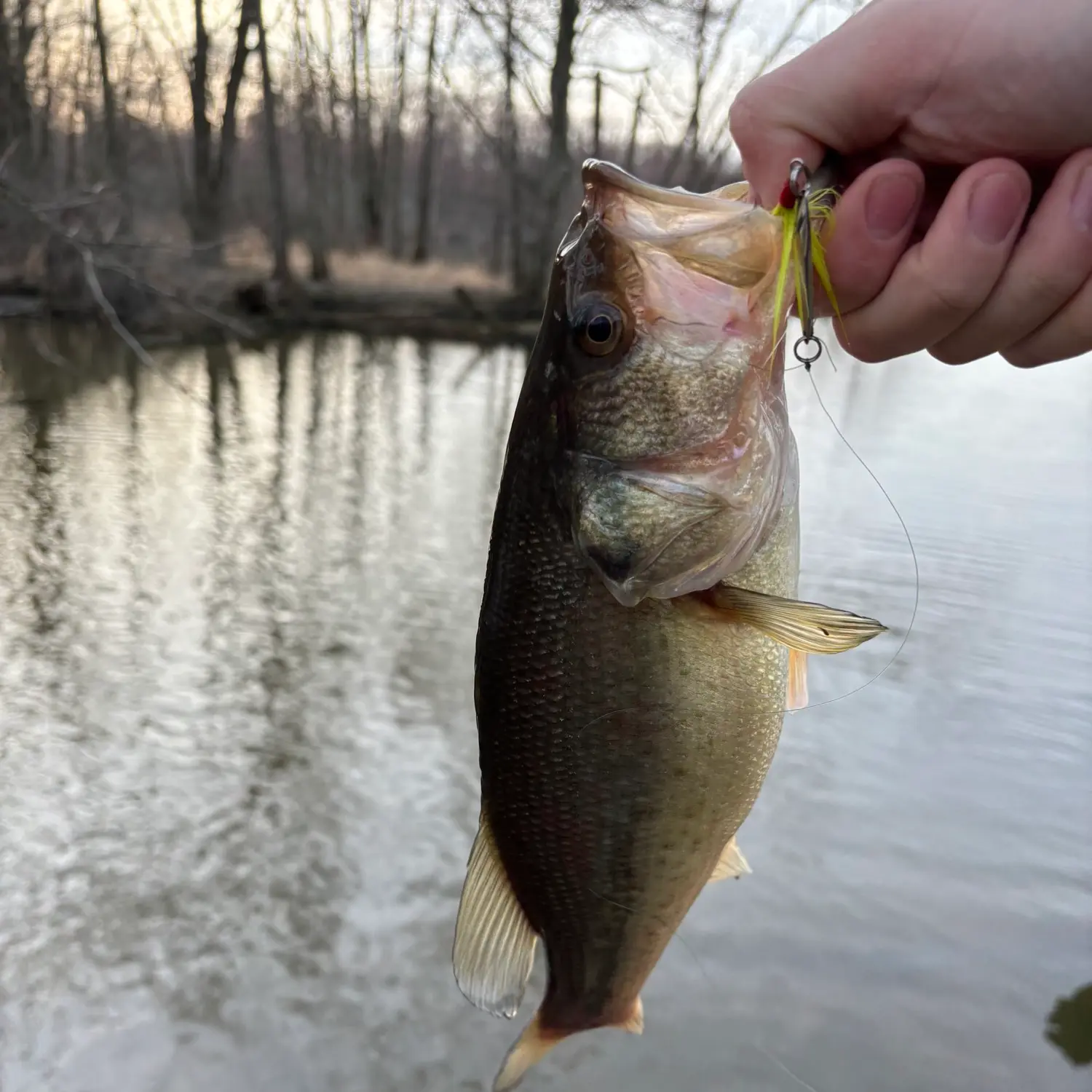 Chippewa Lake fishing reports Medina OH United States fishing