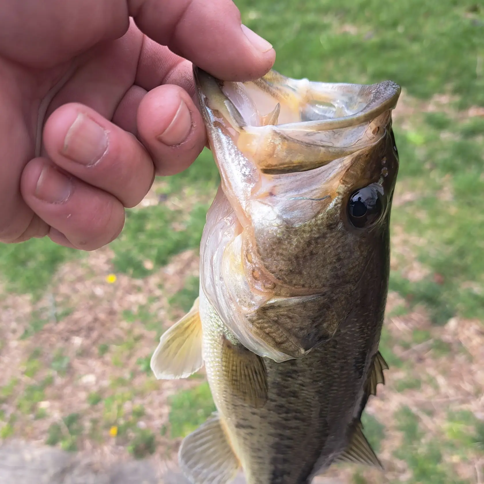 Lake Kittamaqundi (EP191) Bass Fishing 