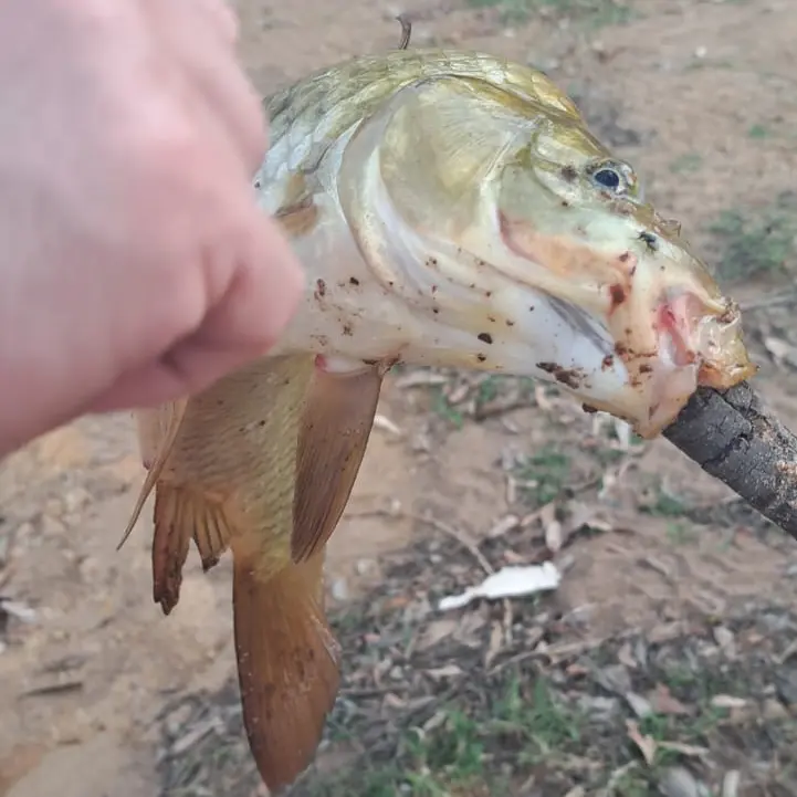 Hume Area, VIC, Fishing