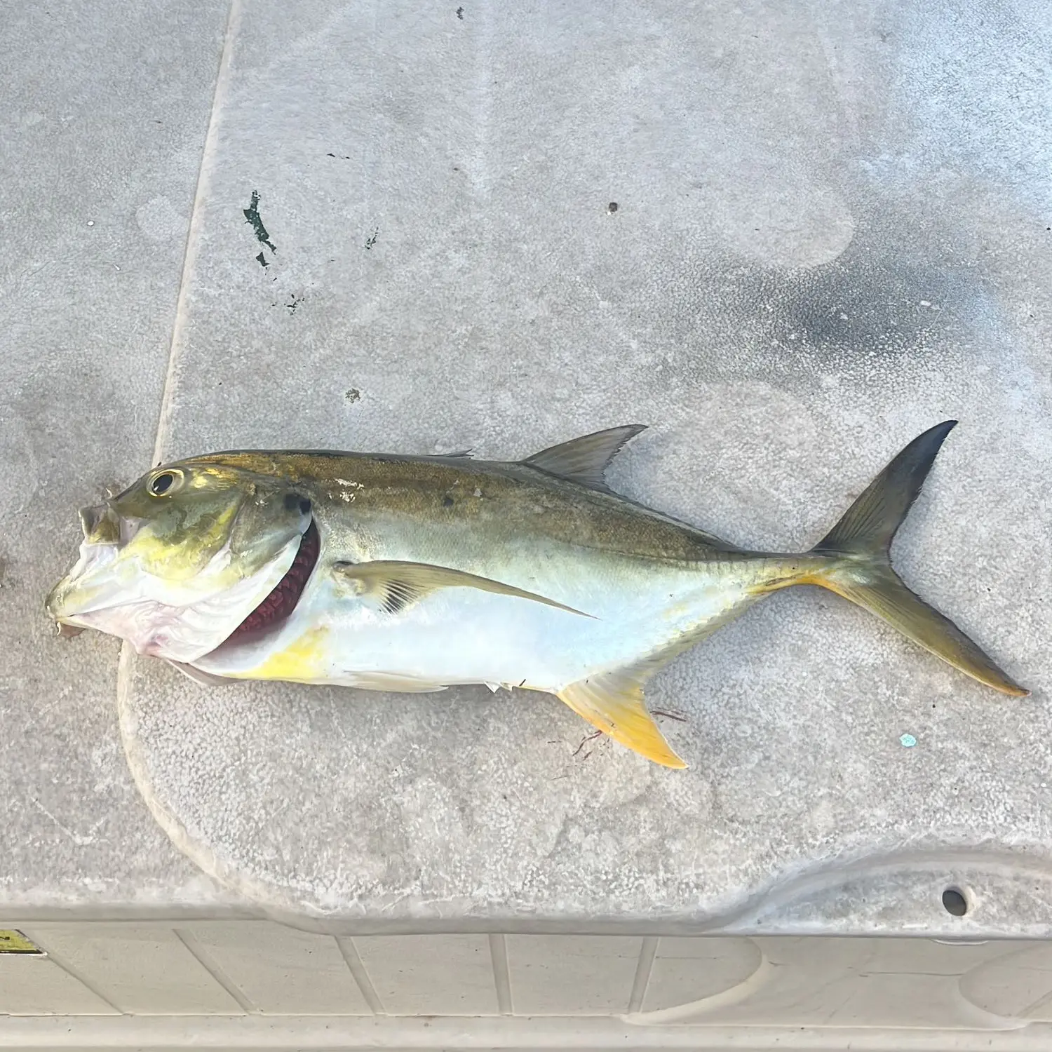 ᐅ Biscayne Canal fishing reports🎣• Golden Glades, FL (United States)  fishing