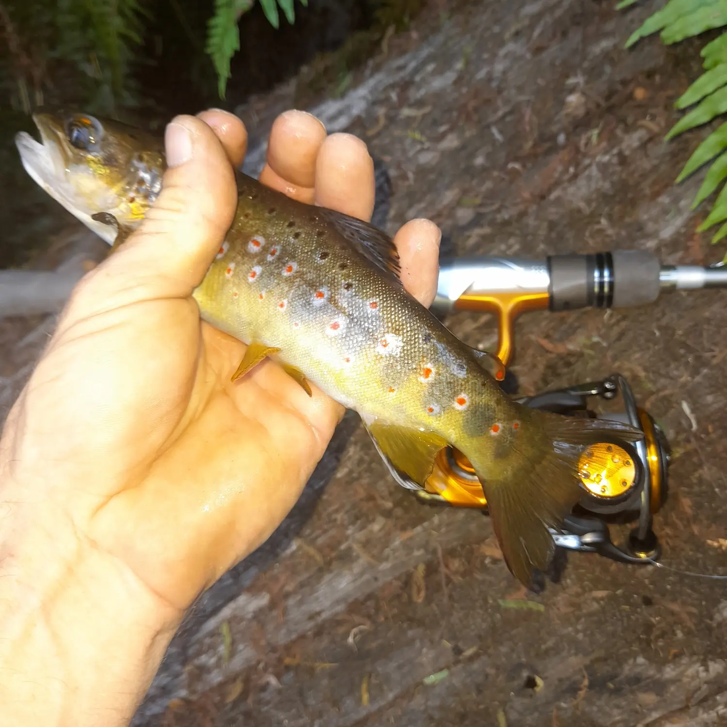 Fishing Reports  Esk Rivers Hub - Fishing on the North and South Esk Rivers