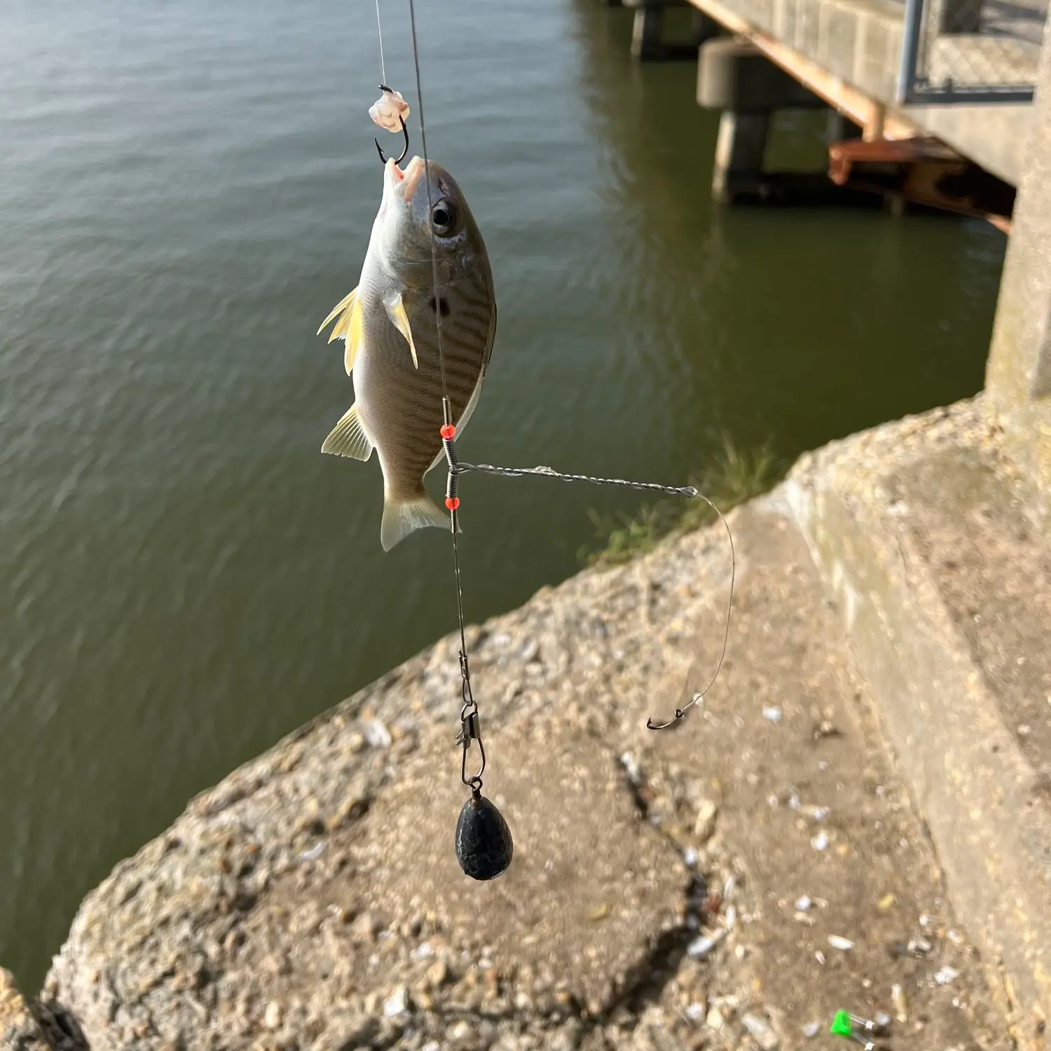 Bill Burton Fishing Pier fishing reports Cambridge fishing