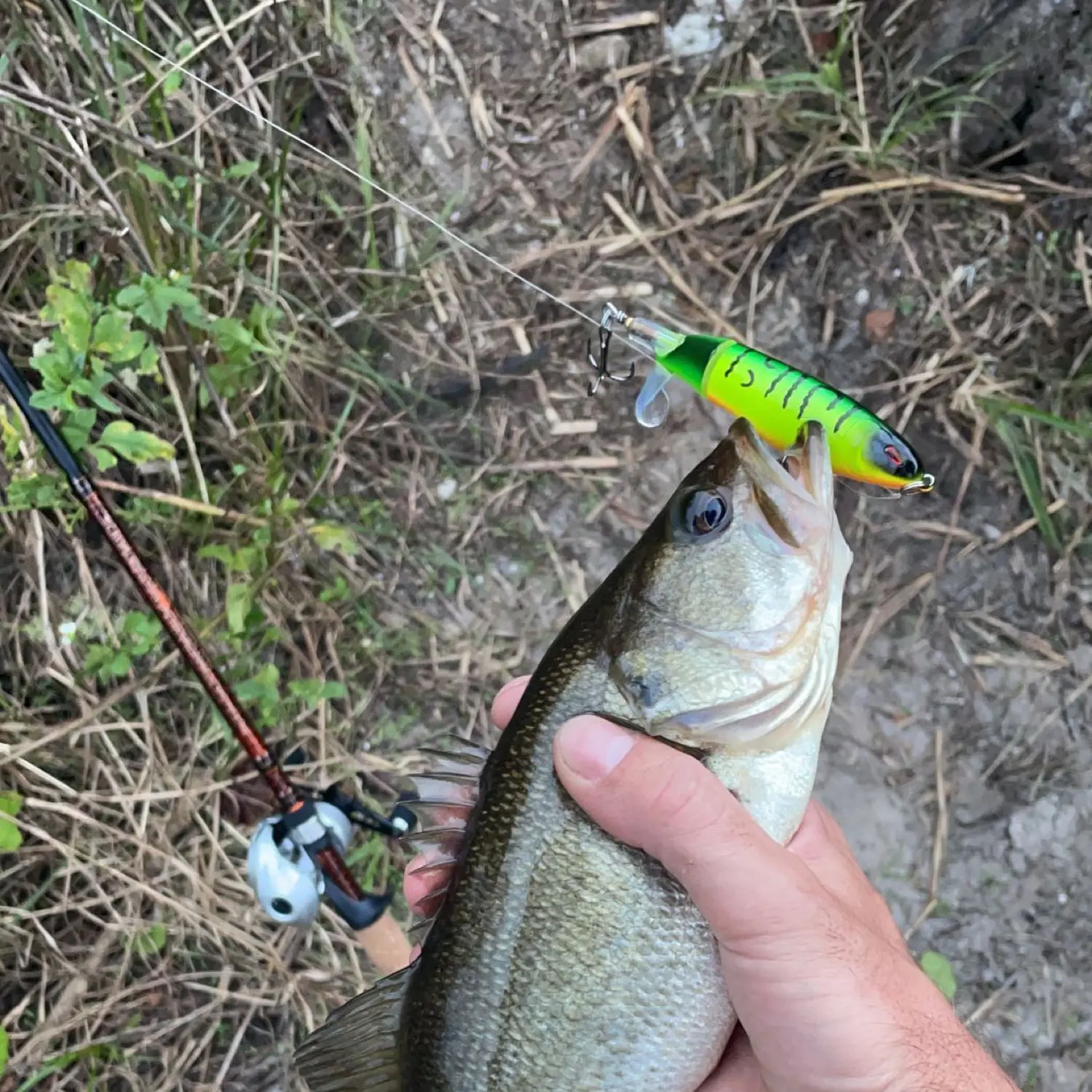 ᐅ Saint Johns Marsh fishing reports🎣• Palm Bay, FL (United States) fishing