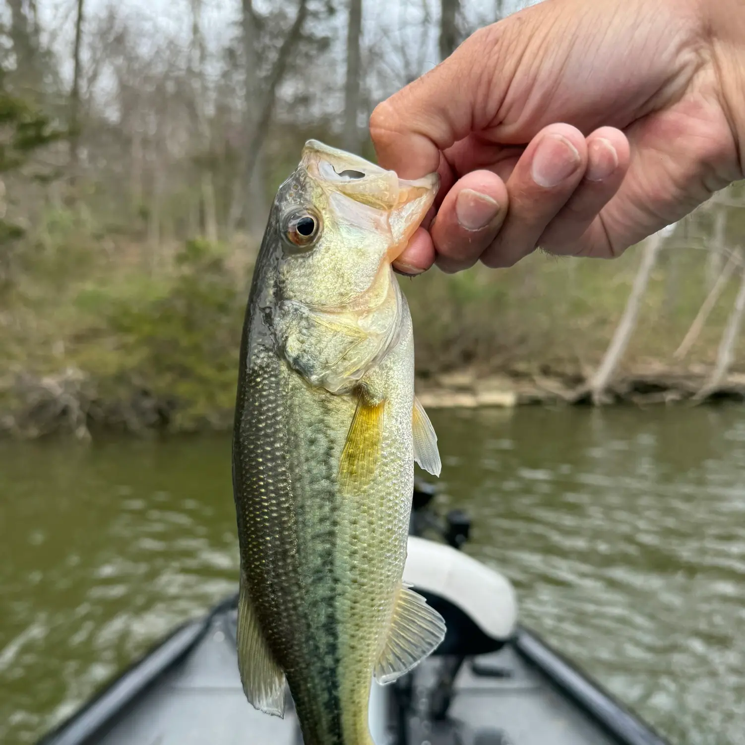 ᐅ Guist Creek Lake Fishing Reports🎣• Shelbyville, Ky (united States 