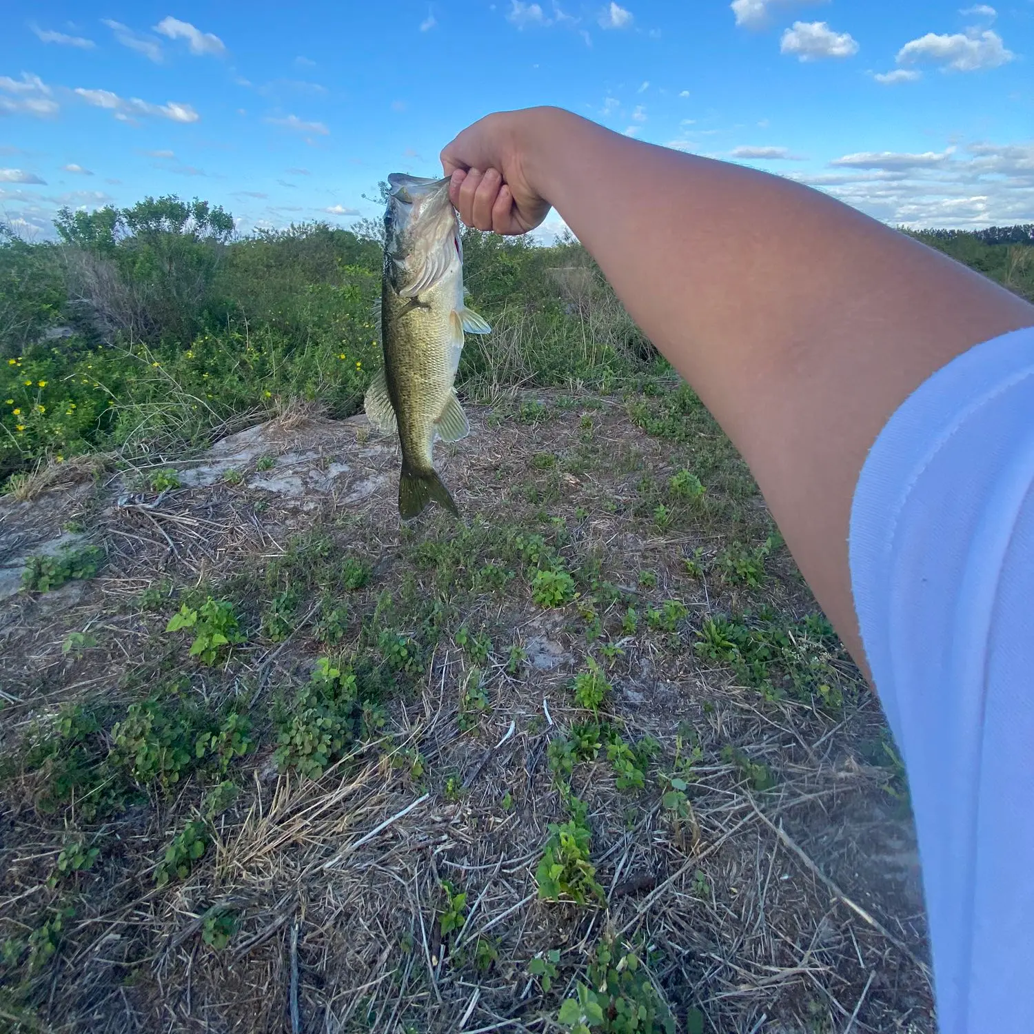 ᐅ Diversion Canal fishing reports🎣• Port St. Lucie, FL (United States)  fishing