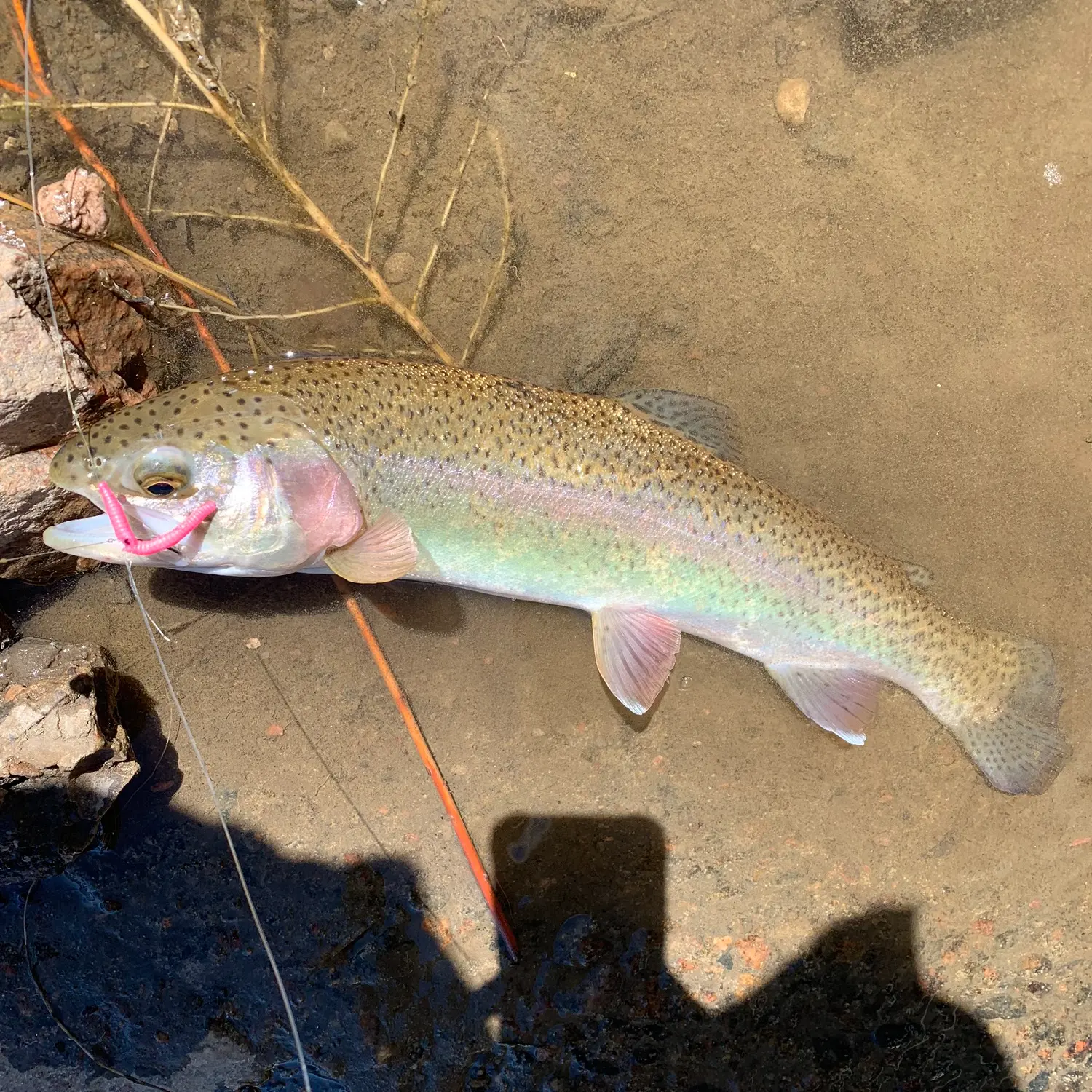 Rainbow Trout River Fishing