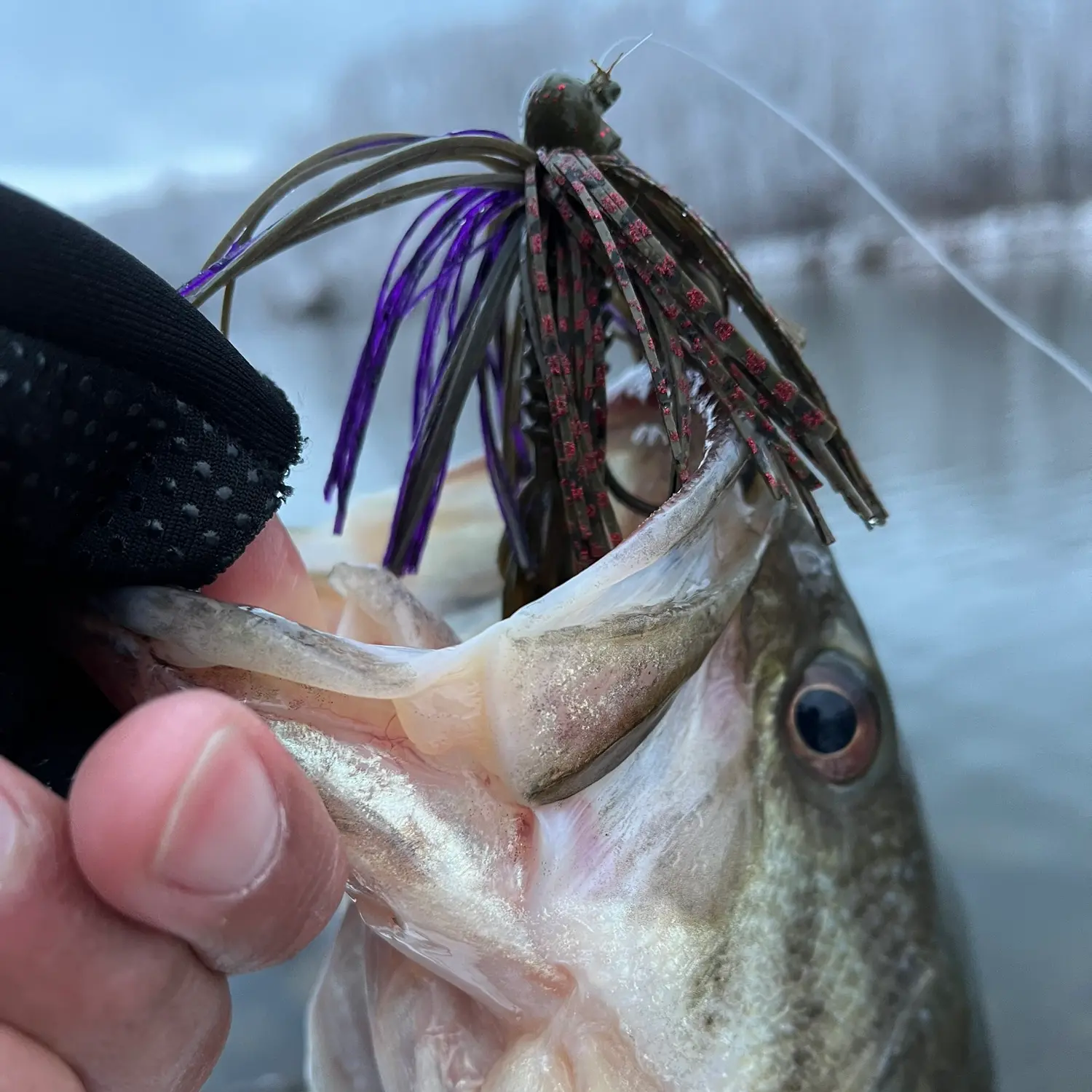 ᐅ Little Seneca Lake fishing reports🎣• Germantown, MD (United States)  fishing