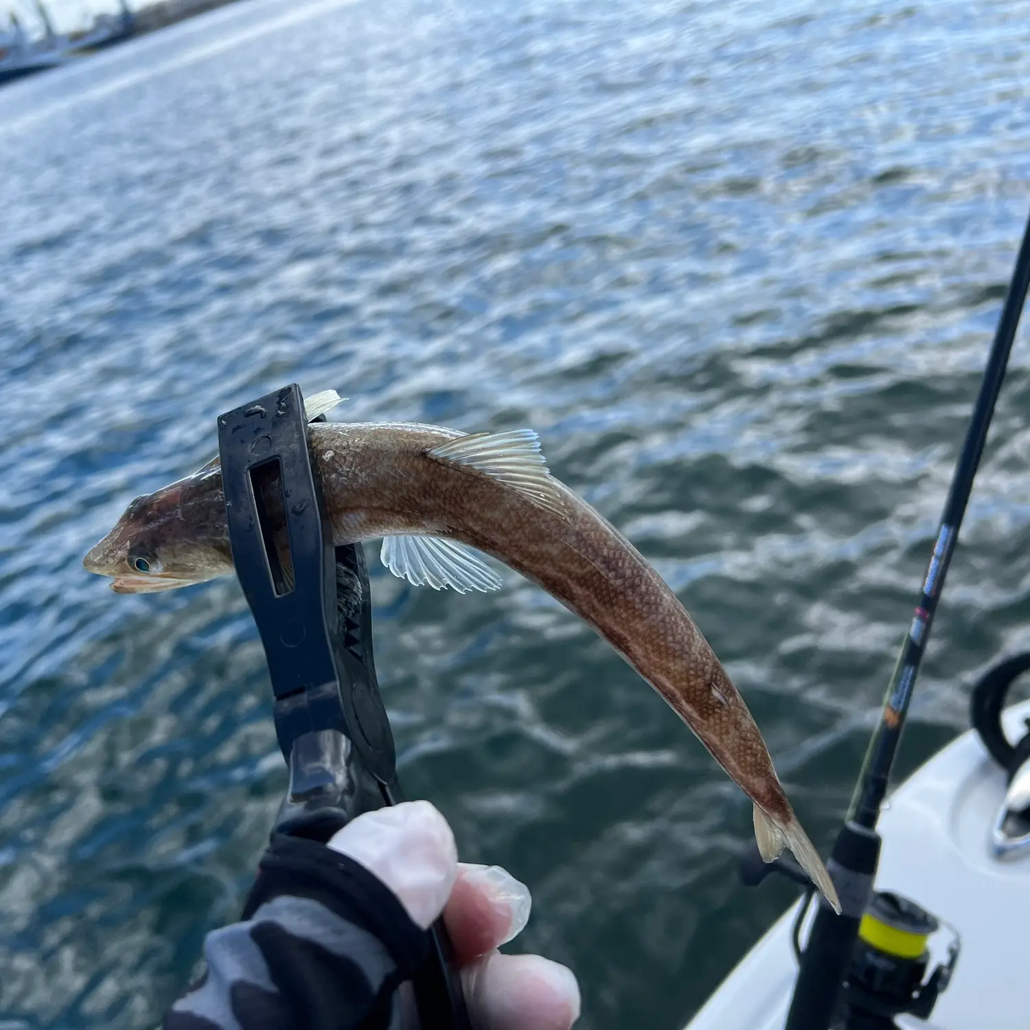 California Lizardfish - Pier Fishing in California