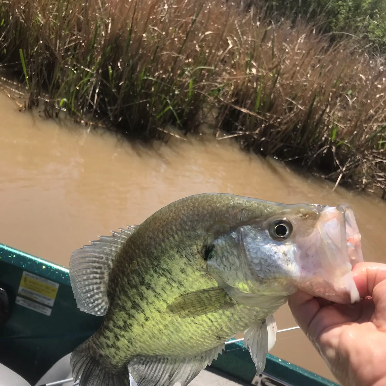 ᐅ Lake Sulphur Springs fishing reports🎣• Sulphur Springs, TX (United  States) fishing