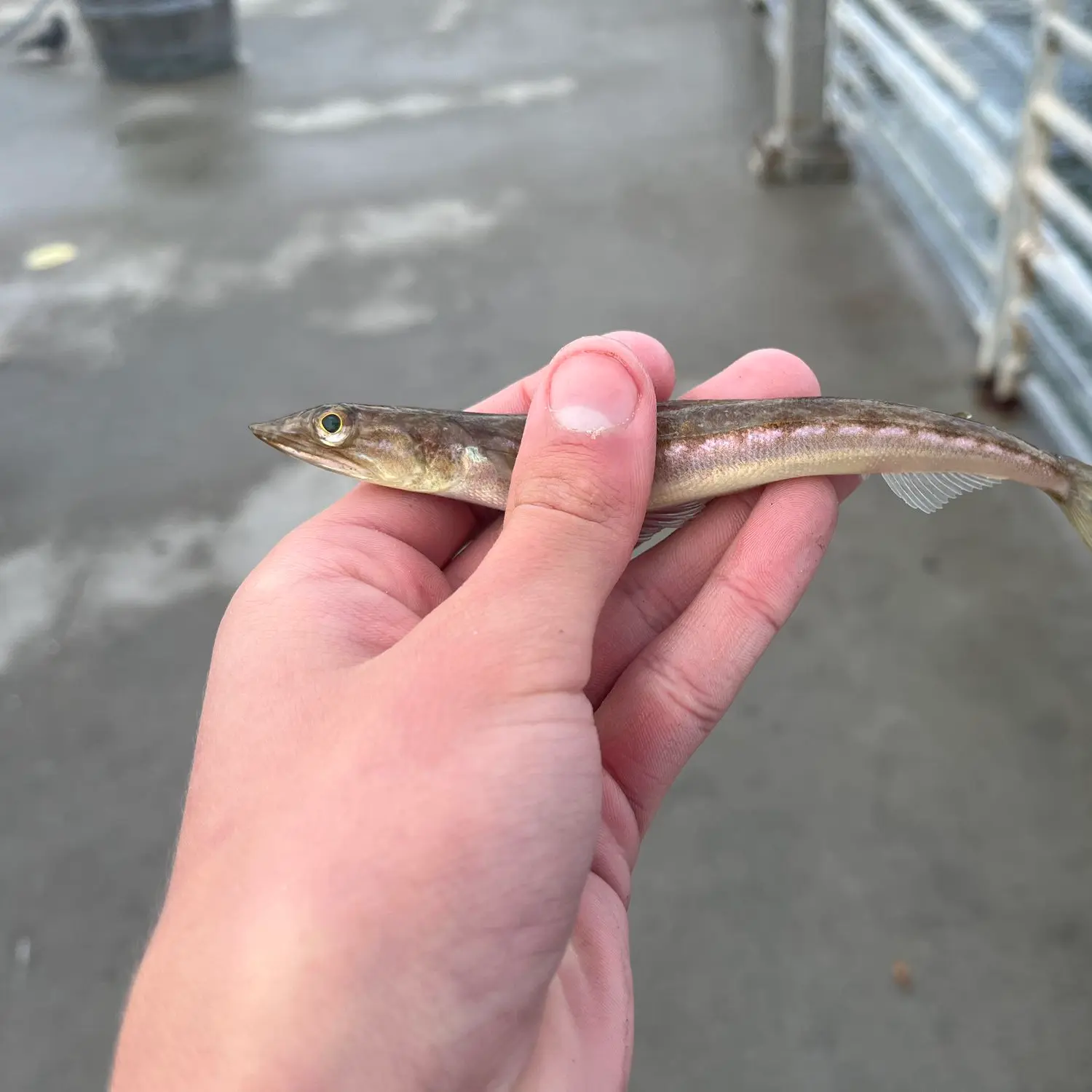 California Lizardfish - Pier Fishing in California