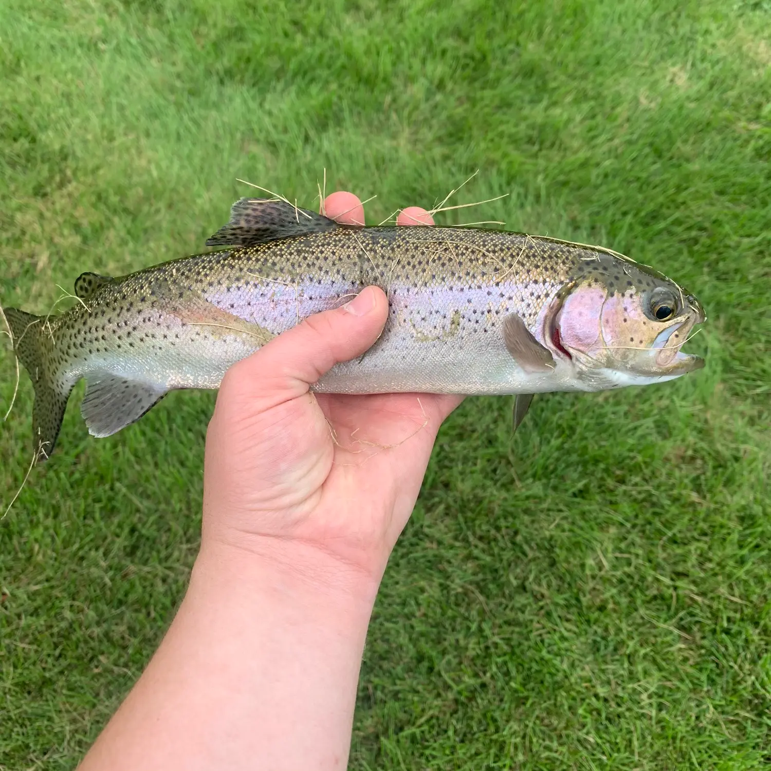 ᐅ Bittersweet fishing reports🎣• Greeley fishing