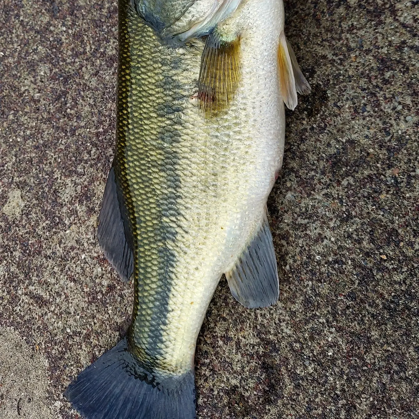 ᐅ Bog Brook Reservoir fishing reports🎣• Southeast, NY (United States ...