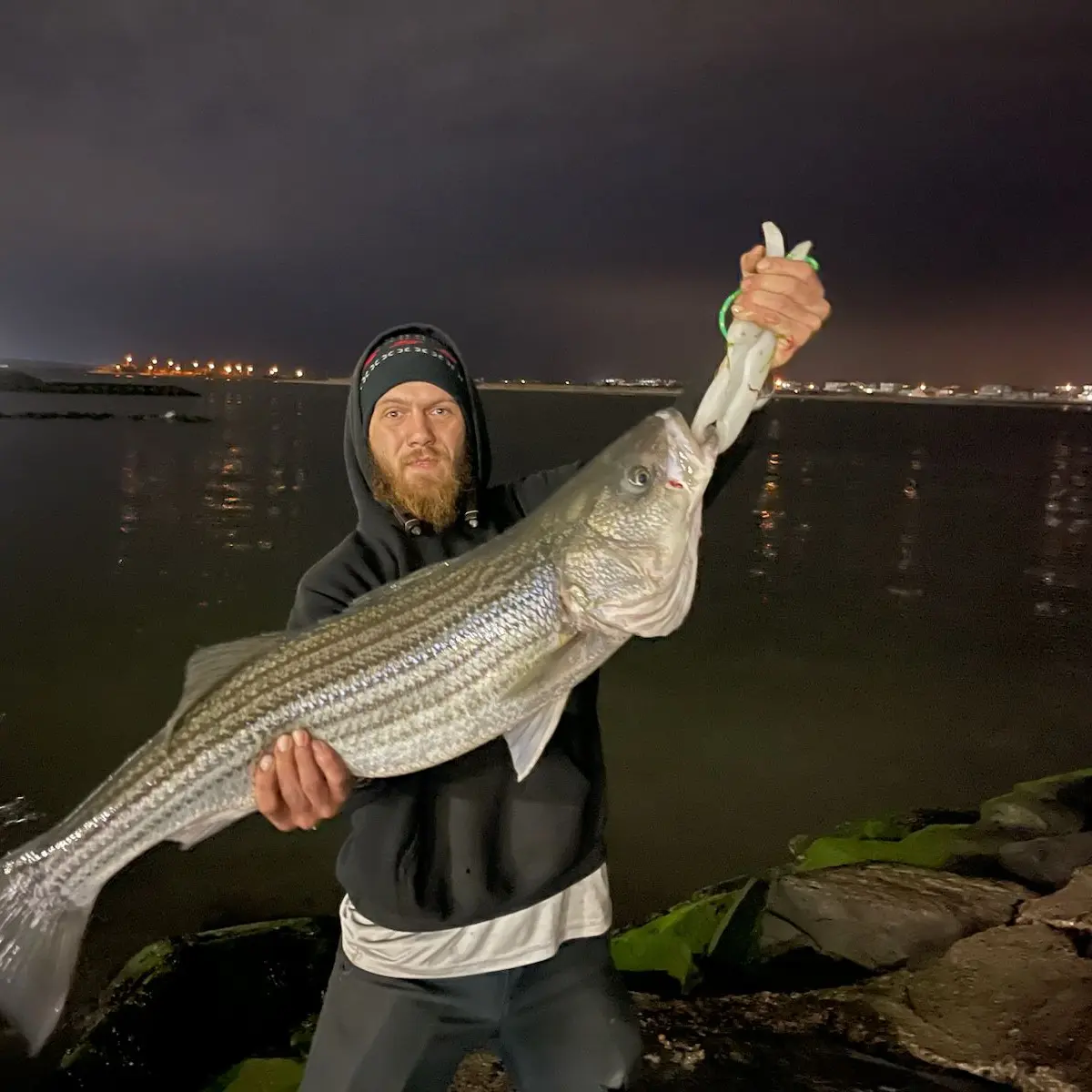 Absecon Bay Sportsman Center - Perfect White Perch Rigs locally tied with  #4 Baitholder and Octopus Hooks. Bloodworms are in stock and I am looking  for Grass Shrimp. Striper Season is closing