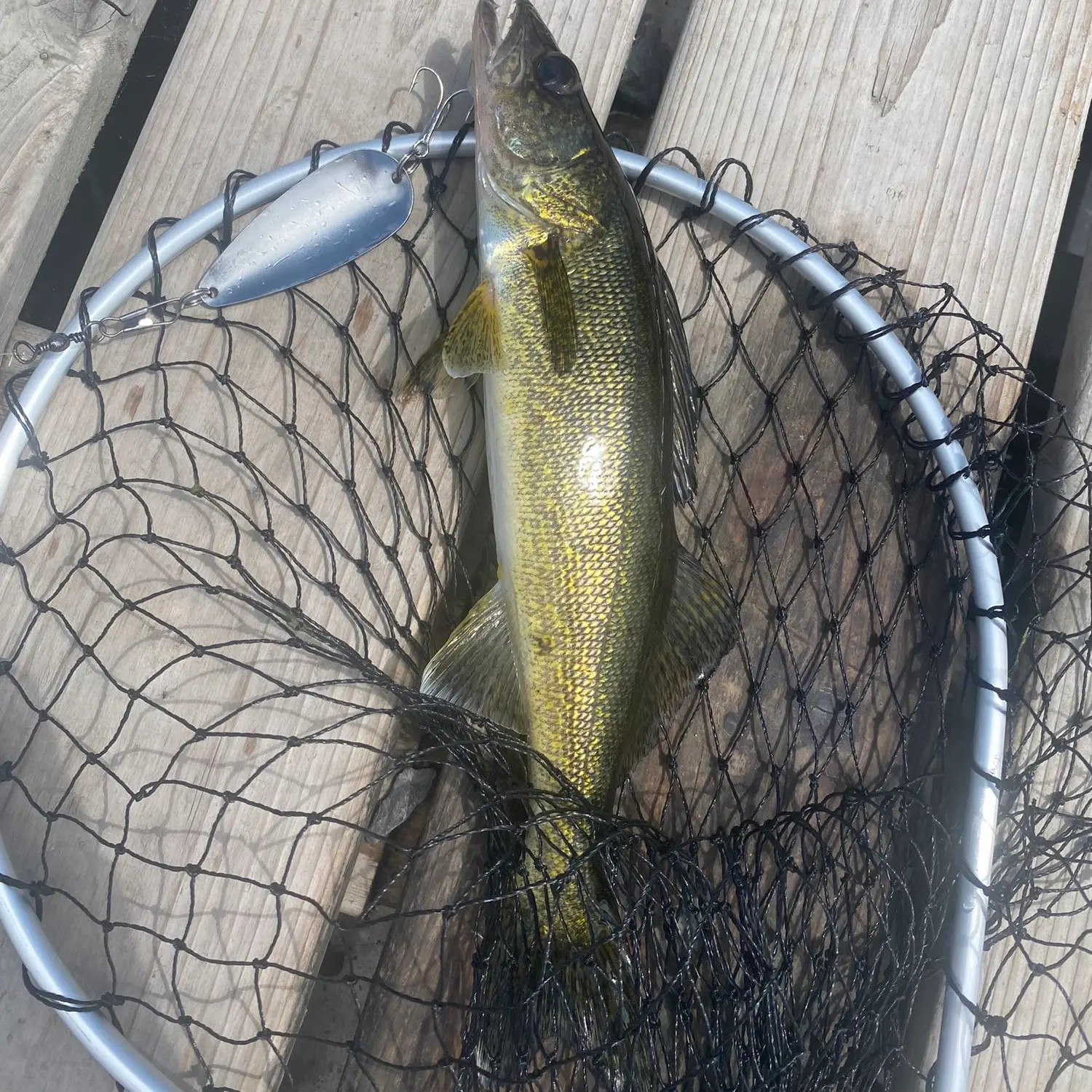 ᐅ Almonte Rapids fishing reports🎣• Ontario, Canada fishing