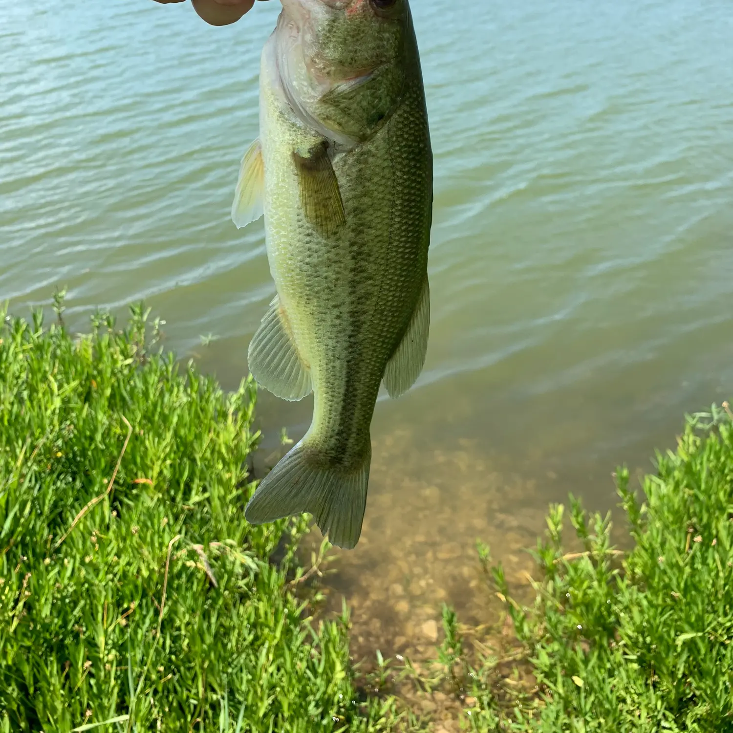 Nodaway County Lake among those stocked with hybrids