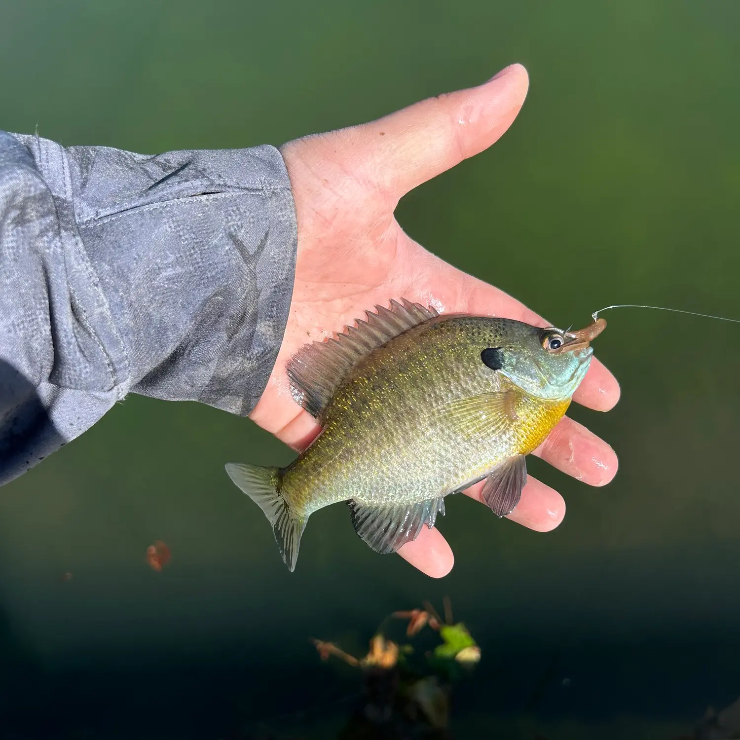 ᐅ Ralph B. Clark Regional Park fishing reports🎣• La Mirada, CA (United  States) fishing