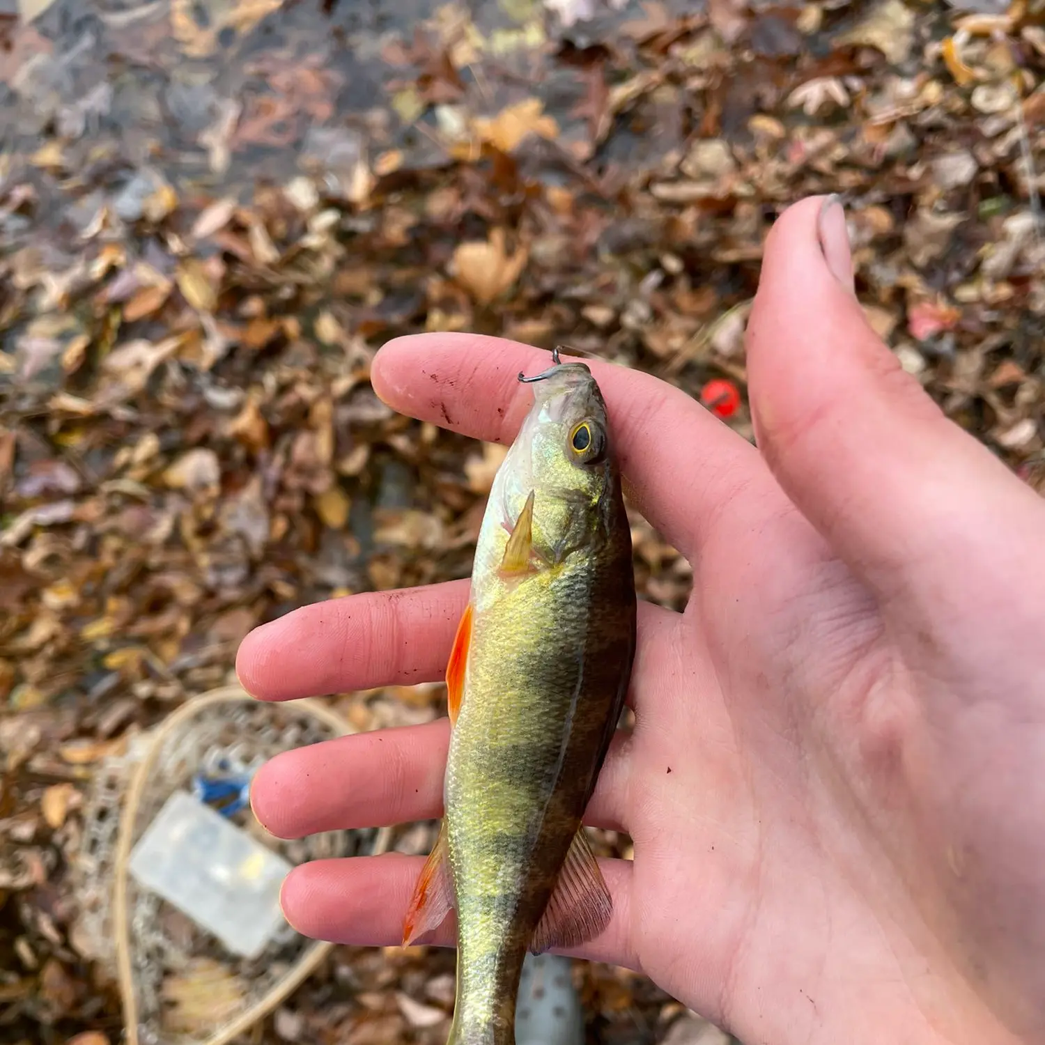 Fishing near Charlton in Worcester County, Massachusetts - MA Fish