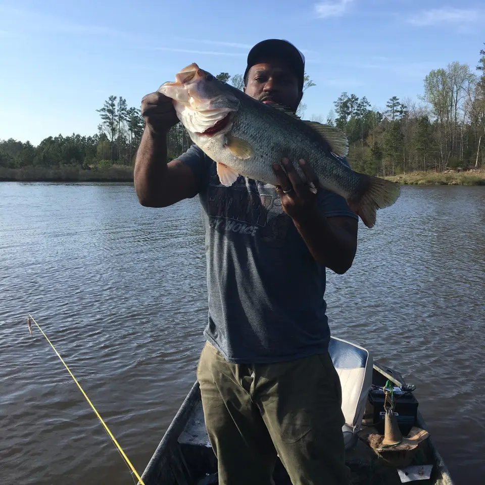 ᐅ Kit Creek fishing reports🎣• Morrisville, NC (United States