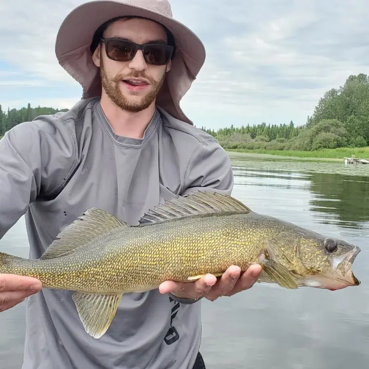 ᐅ Shiningbank Lake fishing reports🎣• Alberta, Canada fishing