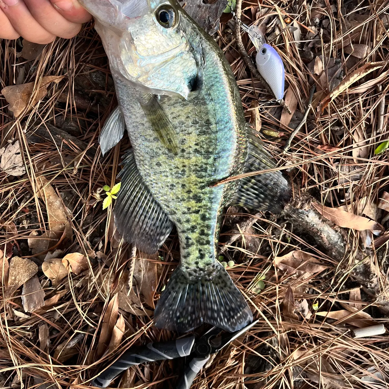 ᐅ Lake Raleigh fishing reports🎣• Raleigh, NC (United States) fishing