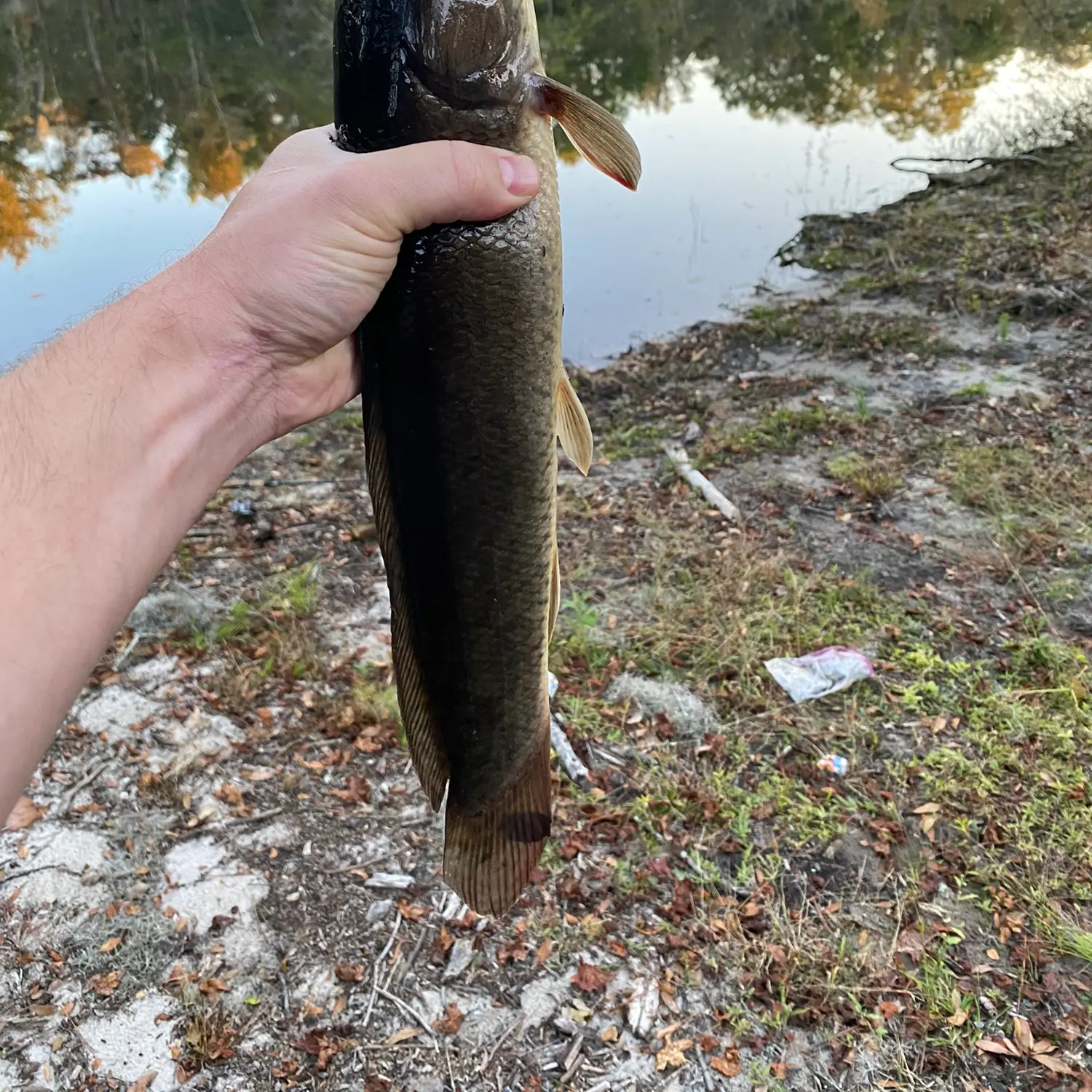 Burning-hot bream fishing at Little Pee Dee River