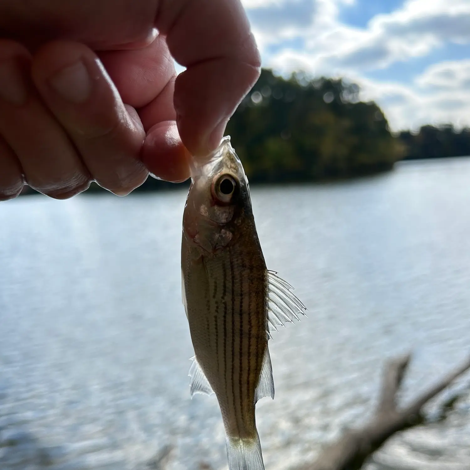 Charles Mill Marina - 🎣 Fishing Tip 🎣 Frozen shad are excellent bait for  the huge, hungry Channel Catfish found in Charles Mill Lake. Cut the fish  into pieces or use it