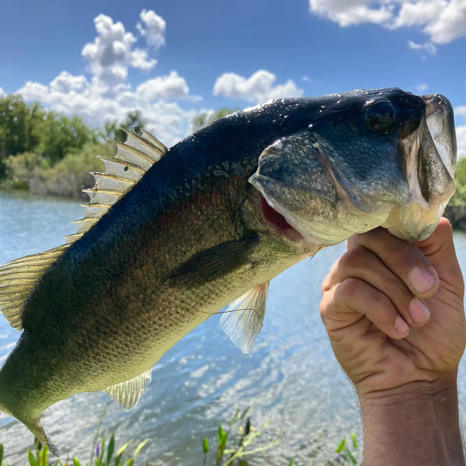 ᐅ Valrico Lake fishing reports🎣• Brandon, FL (United States) fishing