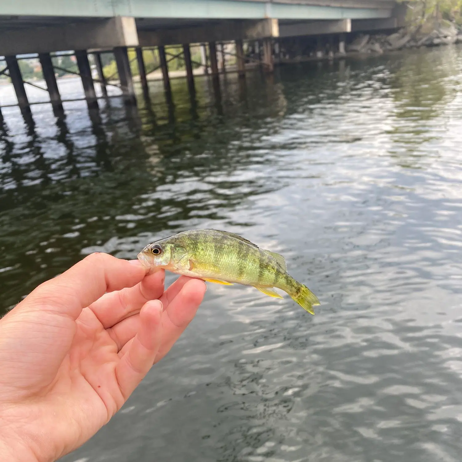 ᐅ Osoyoos Lake fishing reports🎣• British Columbia, Canada fishing