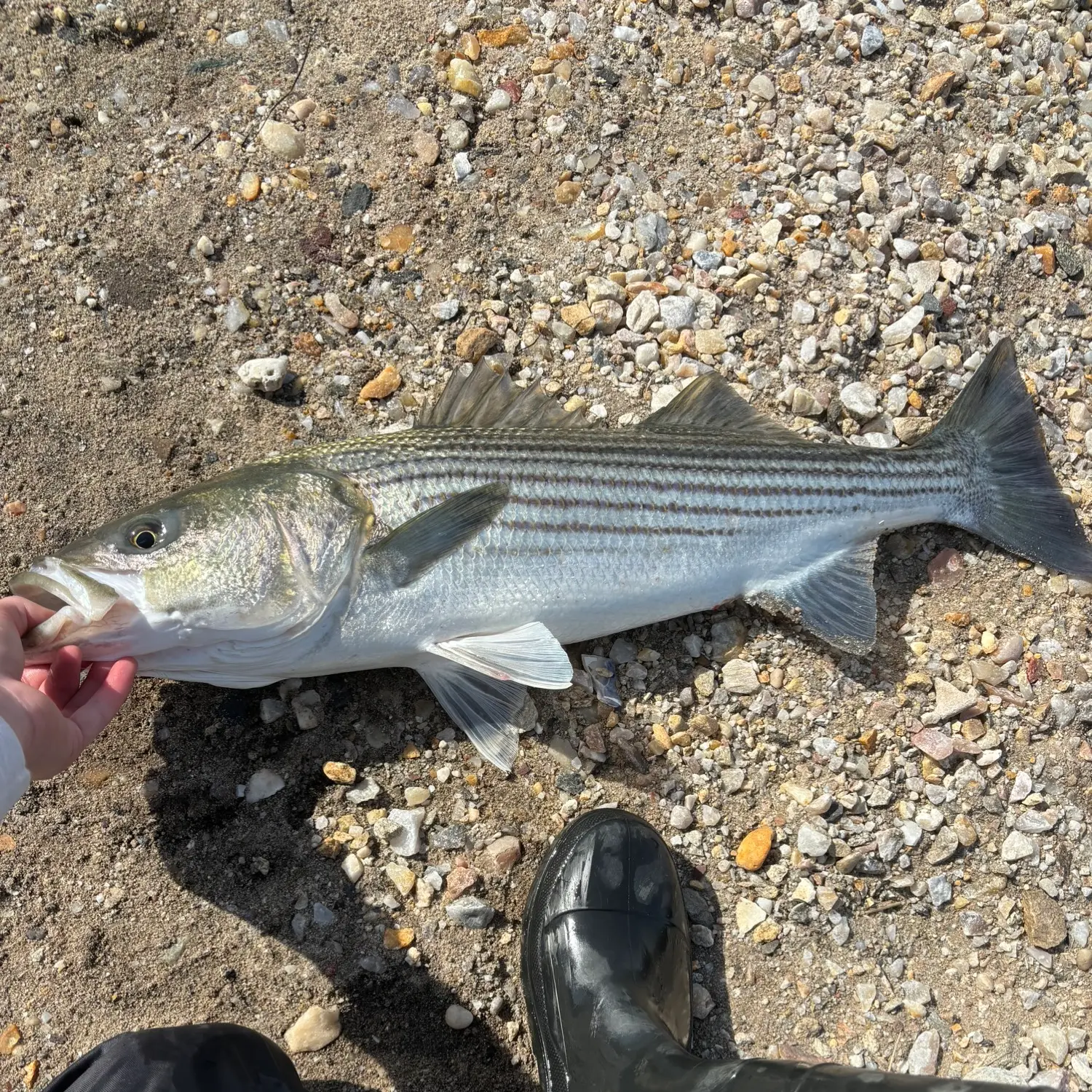 Striped Bass Fishing Hot Spots