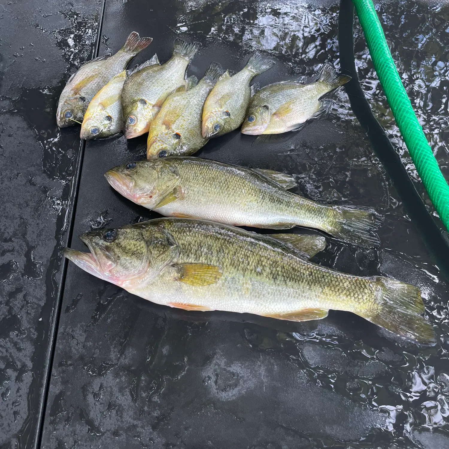 ᐅ Juniper Lake fishing reports🎣• Niceville, FL (United States) fishing