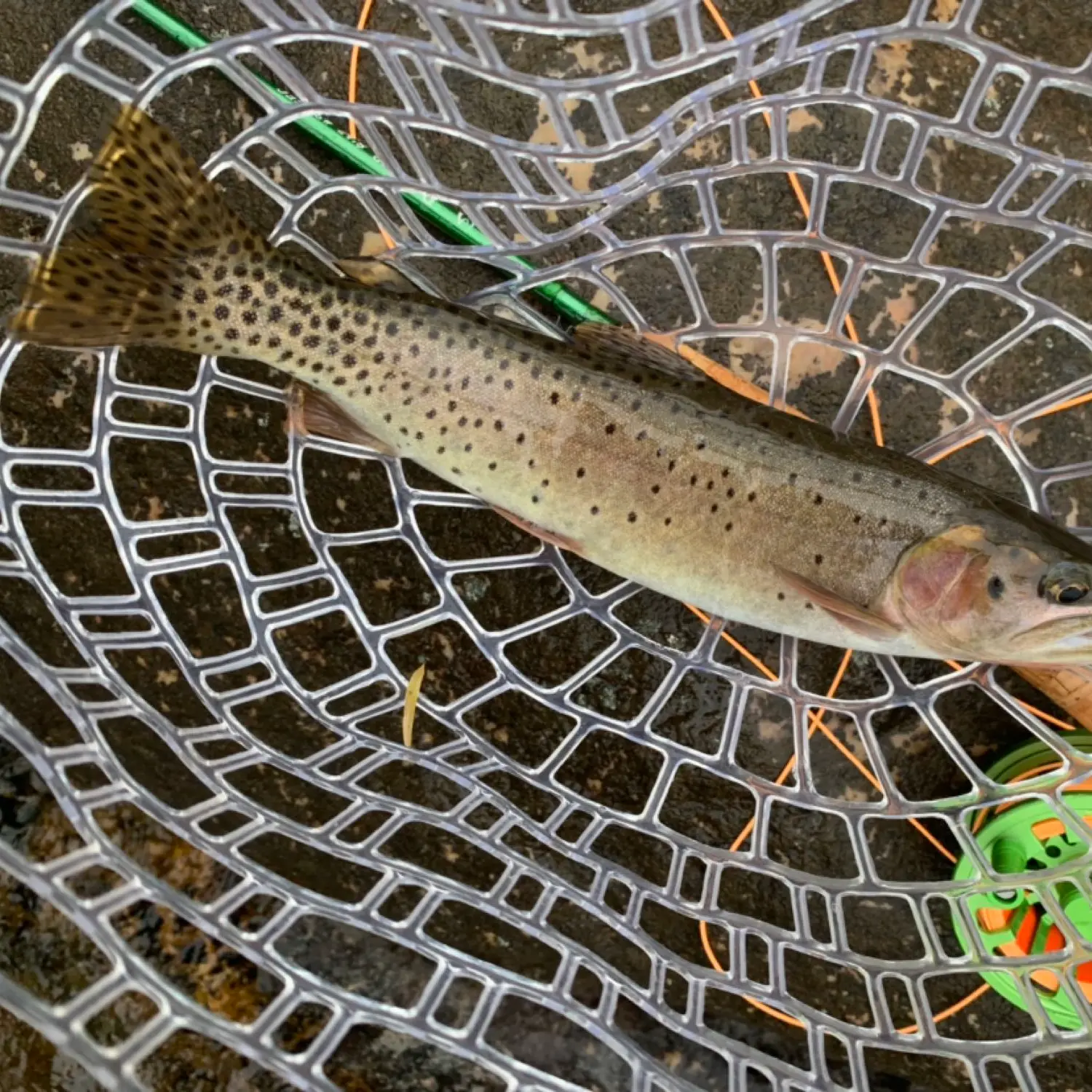 Fishing Reports – Temple Trout Fishery