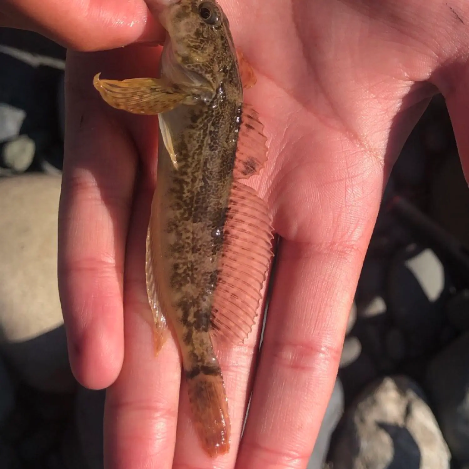 Biggest Goby