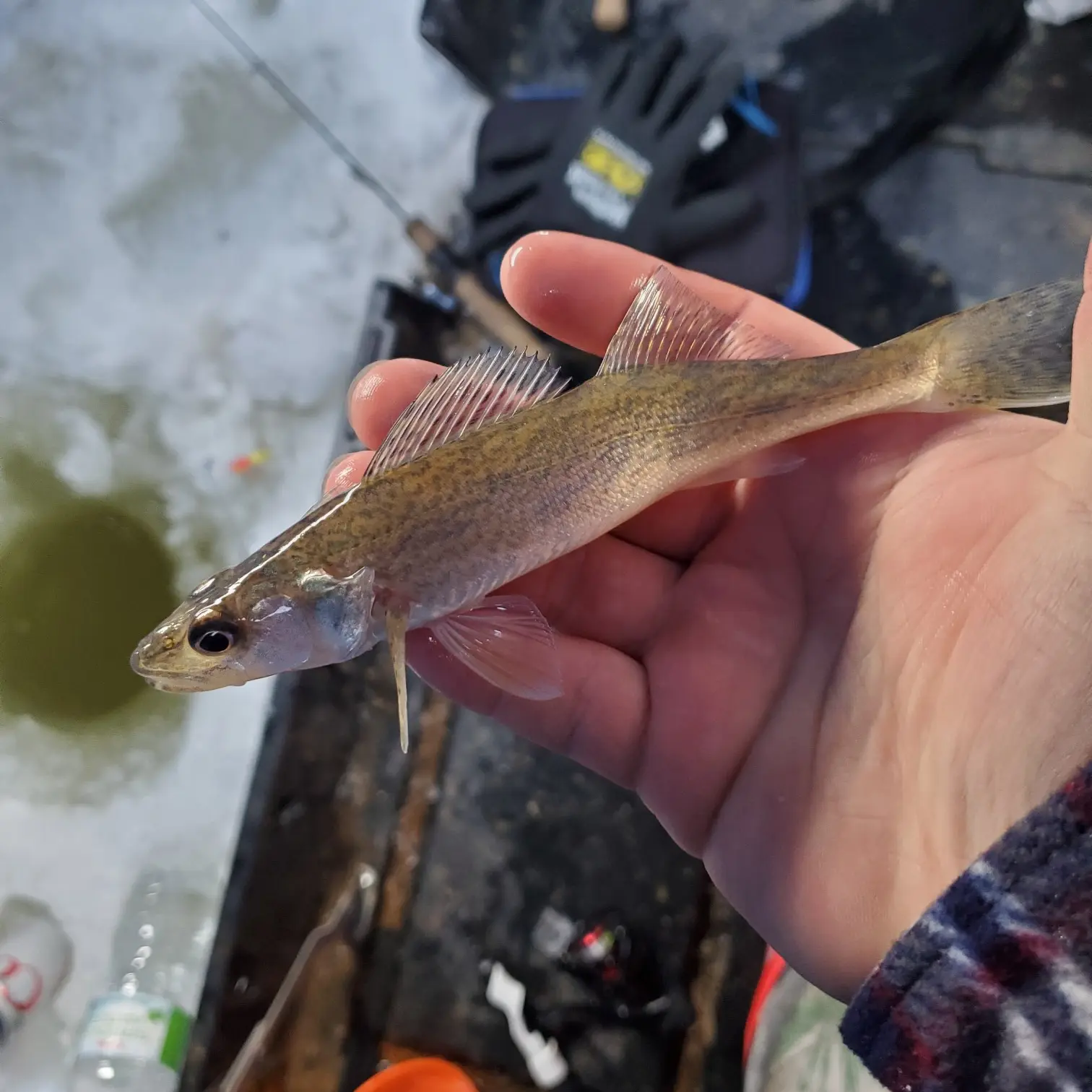 ᐅ Diamond Lake fishing reports🎣• Sioux Falls, SD (United States) fishing