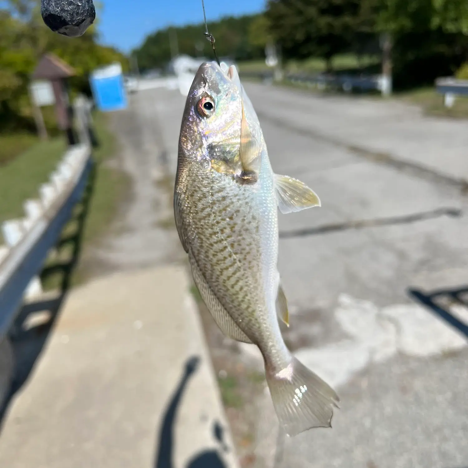 Bill Burton Fishing Pier fishing reports Cambridge fishing