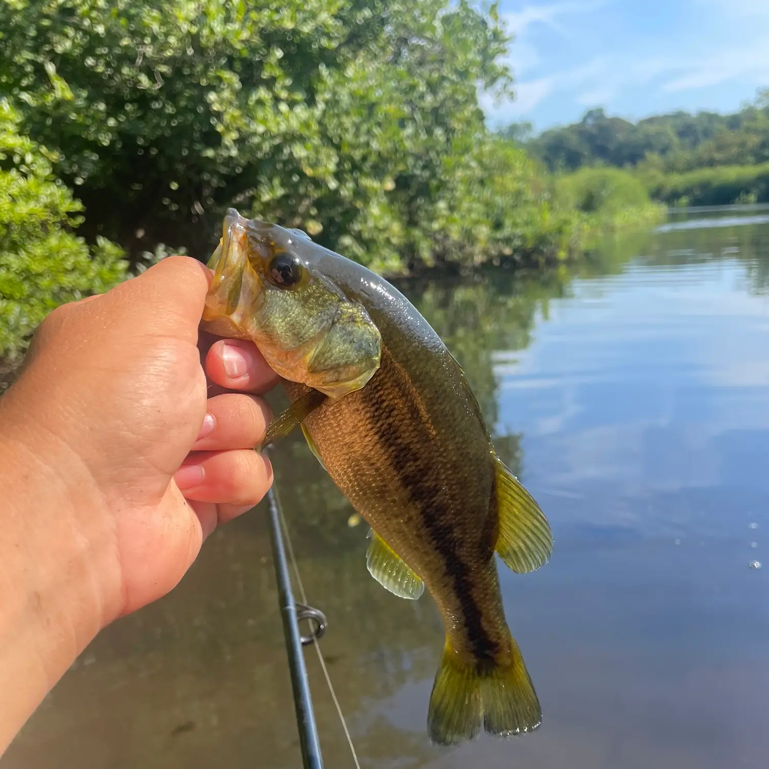 Fishing An Old School Mixed Fishery At Bacon Factory Pond 