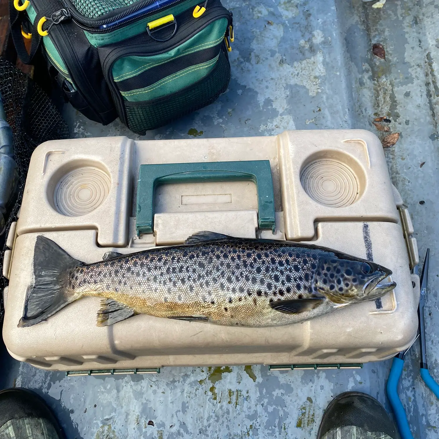 ᐅ Lough Ree fishing reports🎣• Leinster, Ireland fishing