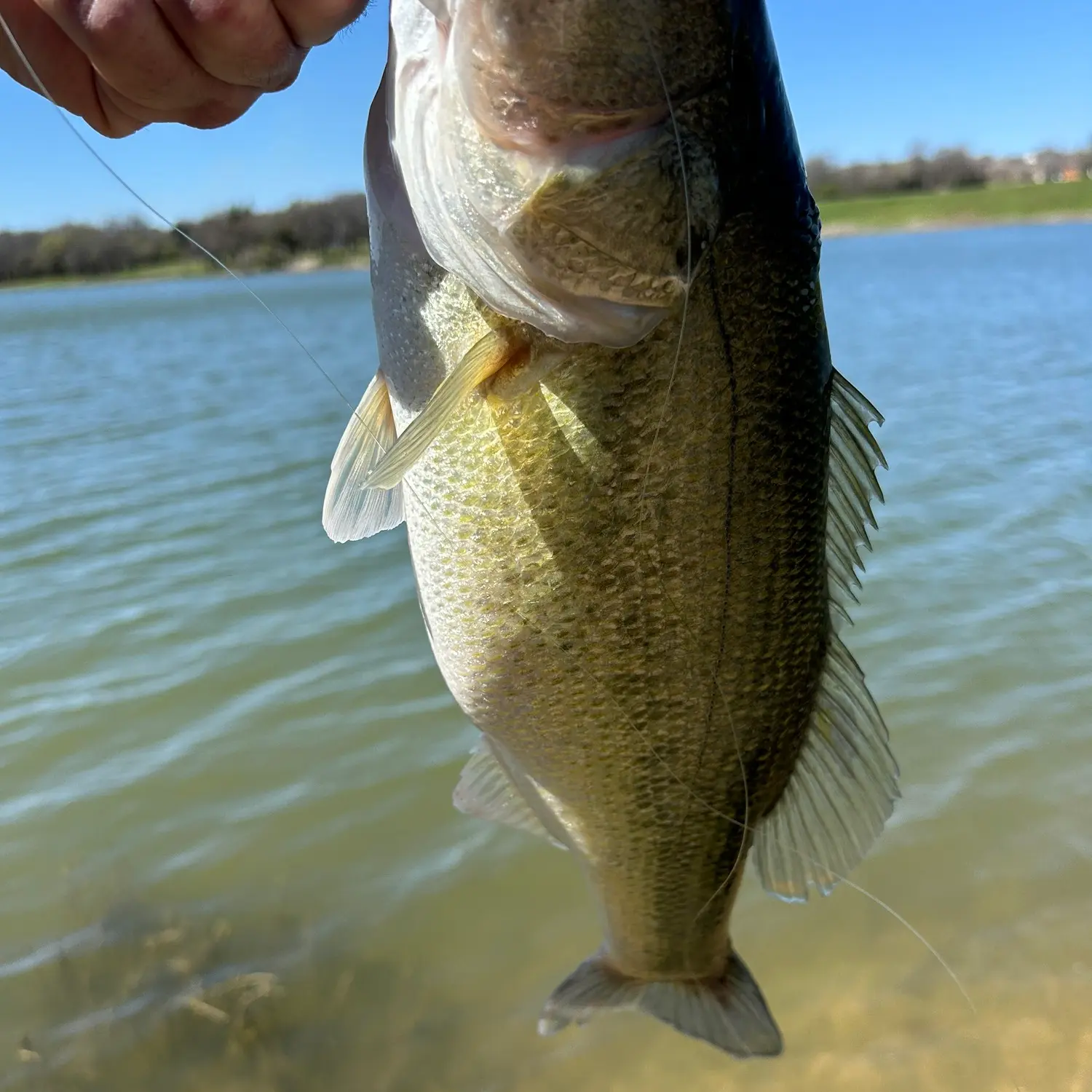 ᐅ Pickens Lake fishing reports🎣• Sherman, TX (United States) fishing