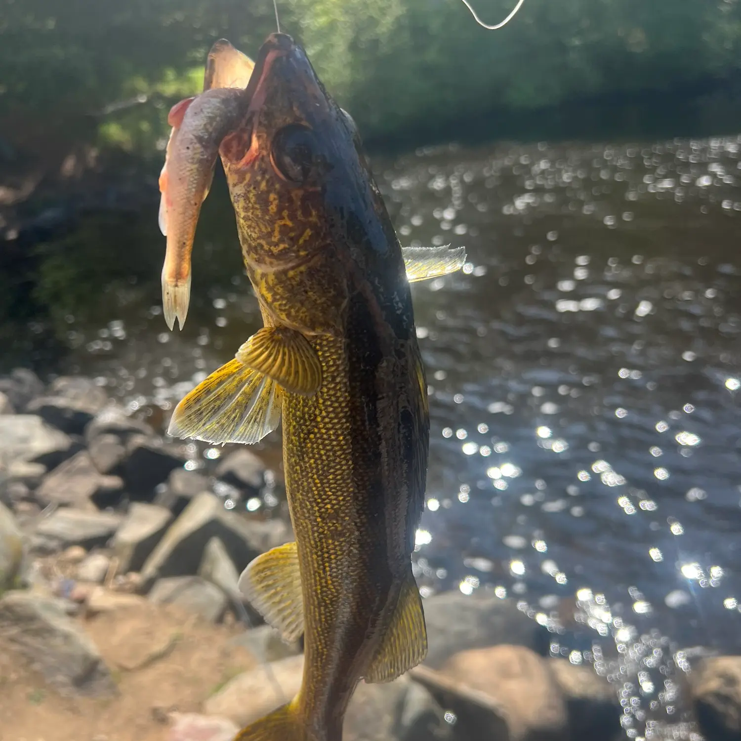 Bagley Flowage 1061 WI Fishing Reports, Maps & Hot Spots