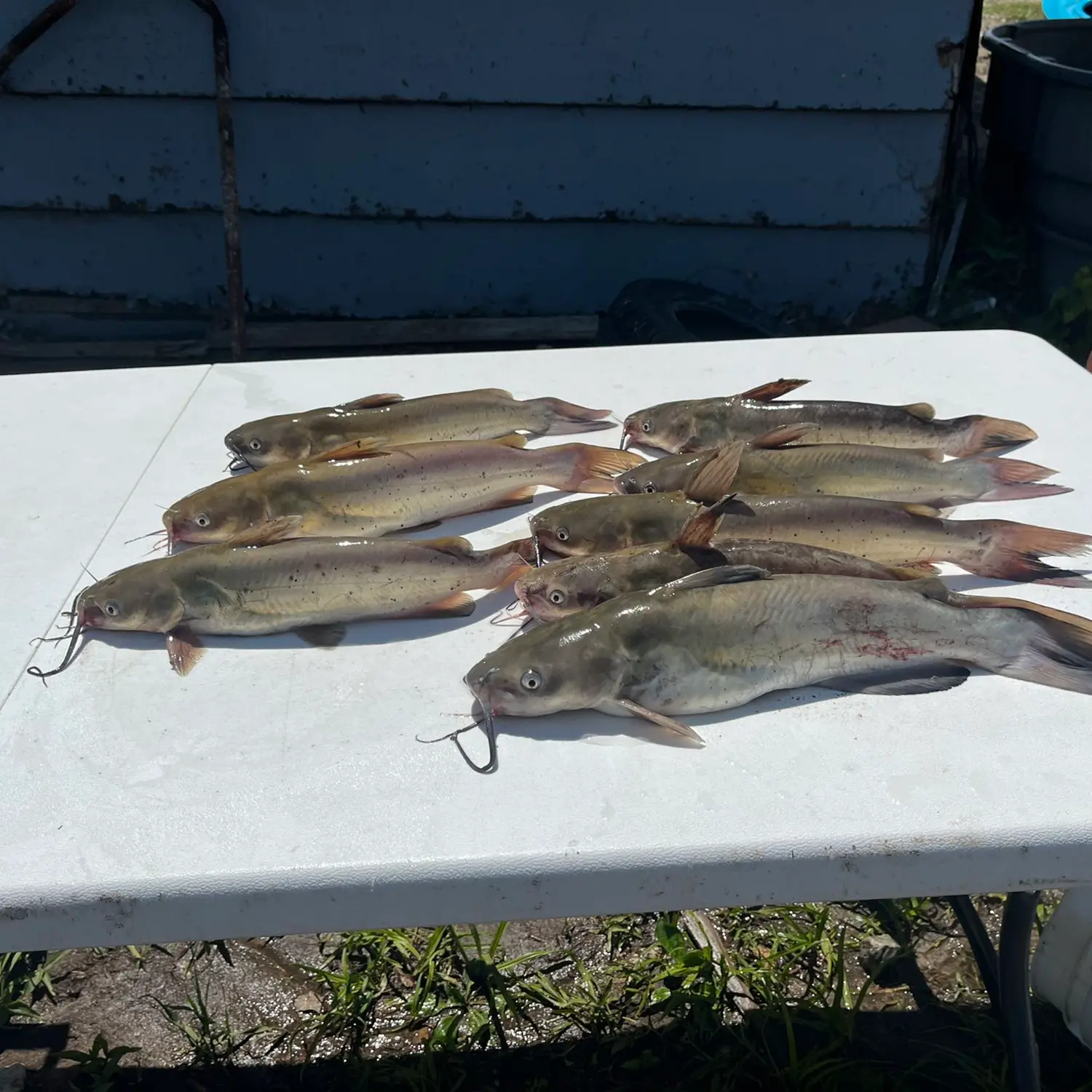 Rockford Lake fishing reports Beatrice NE United States