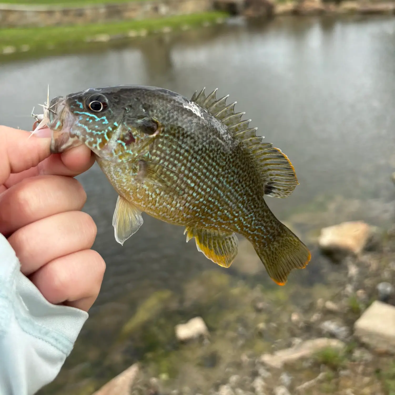 ᐅ Cabelas Pond fishing reports🎣• Keller, TX (United States) fishing