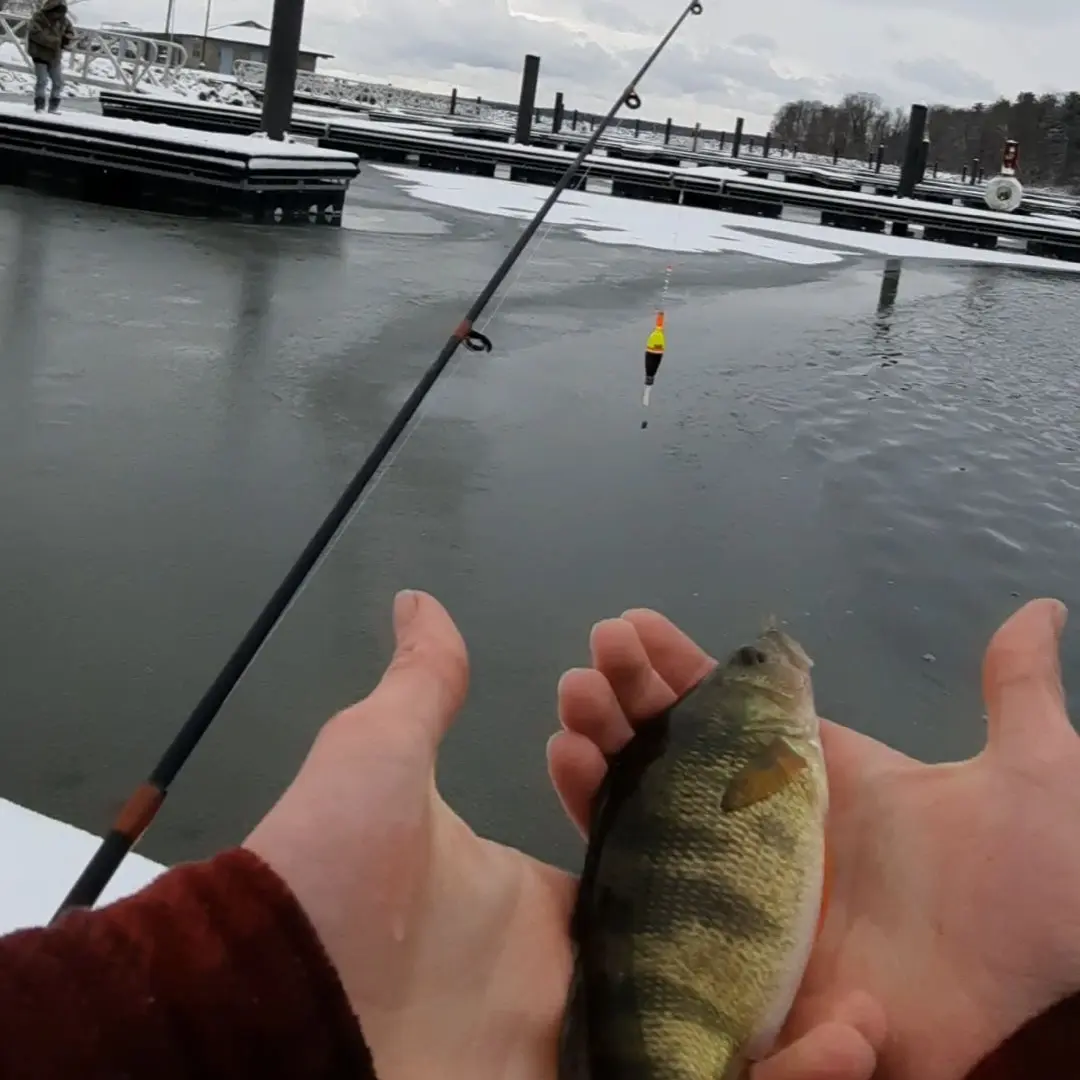 ᐅ Pymatuning Lake fishing reports🎣• Meadville fishing