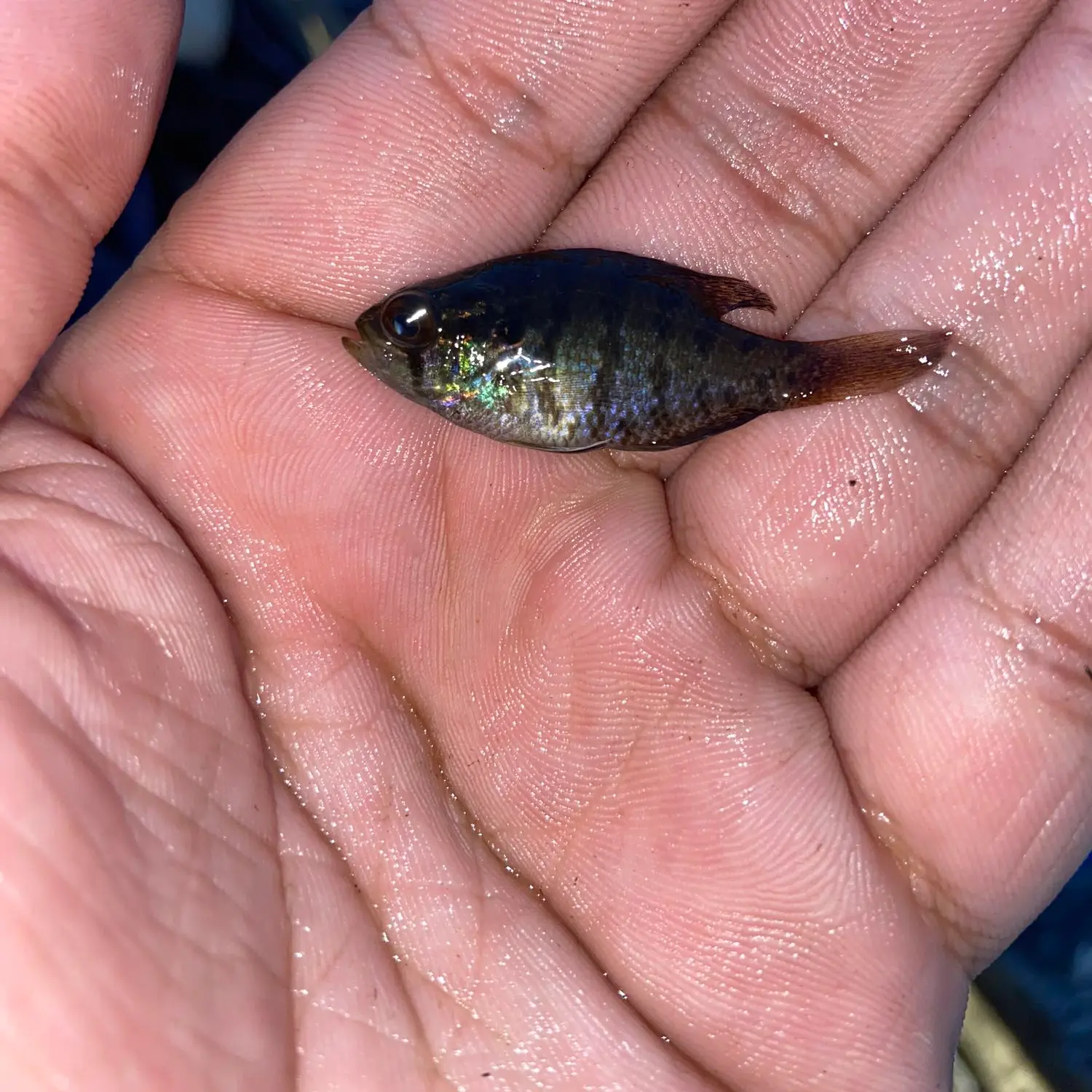 Banded Sunfish