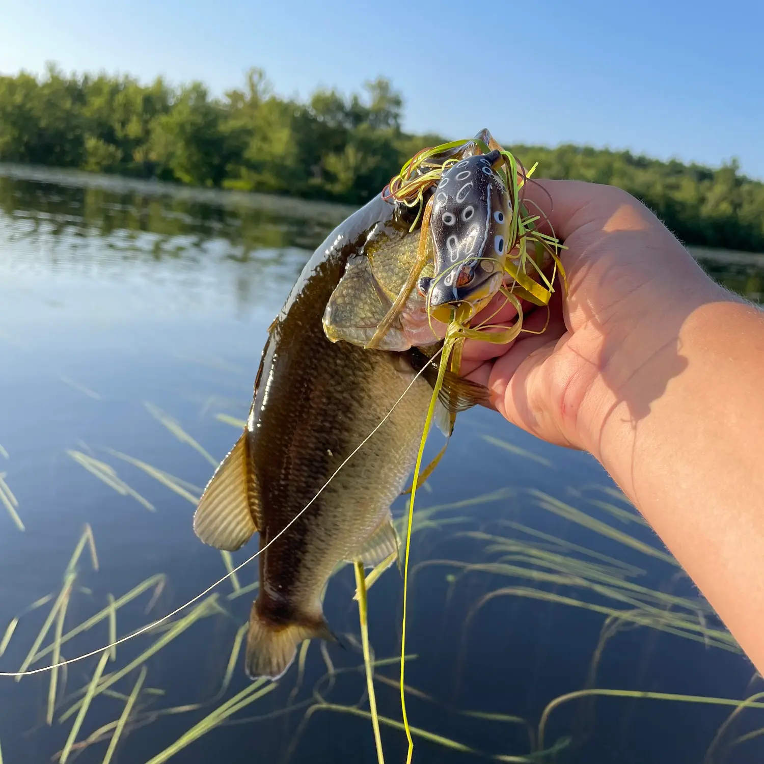 ᐅ Androscoggin Lake fishing reports🎣• Lewiston, ME (United States) fishing